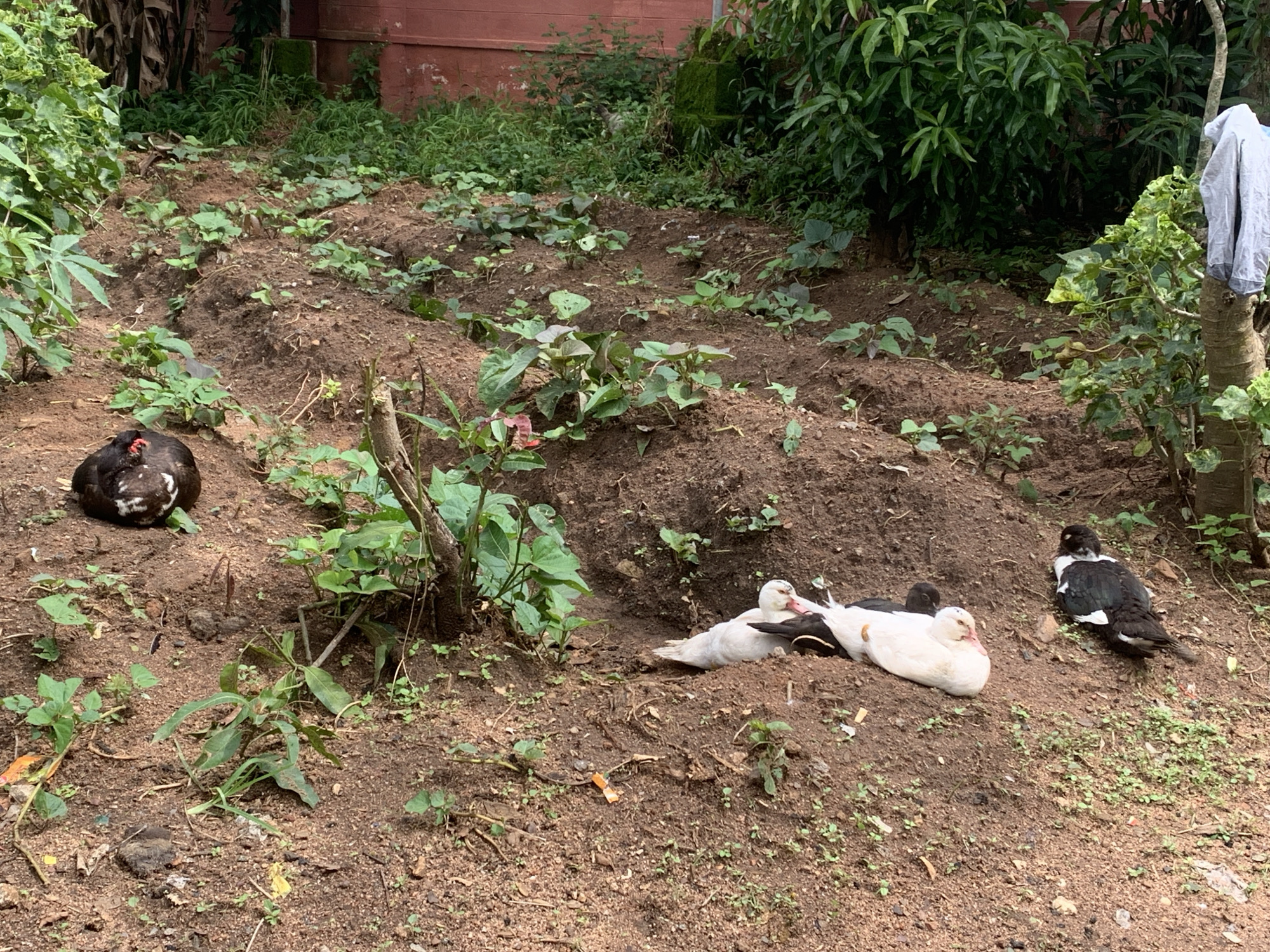 A flock of five Muscovy ducks are resting on the bare, tilled soil of a garden plot in Kuru Karama, Nigeria. The ducks are a mix of black and white, and white with pink beaks. One black and white duck is lying down to the right, facing away from the camera. Four ducks are clustered together in the center, with two white ones in front and two darker ones behind. The garden is surrounded by lush green foliage and a red-bricked building can be seen in the background. A light-colored garment is draped over a tree trunk to the right.