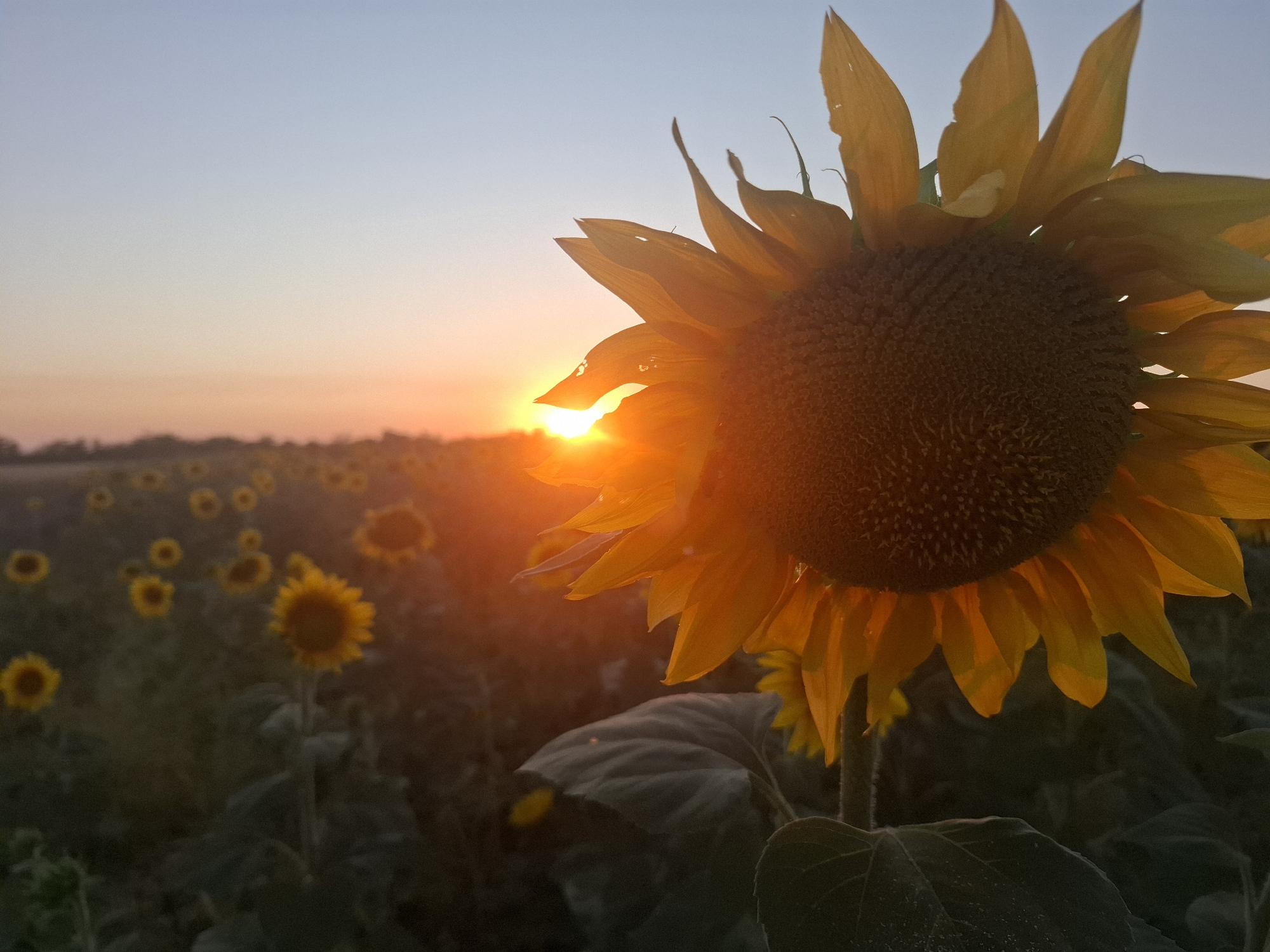 A close-up shot captures a vibrant sunflower in the foreground, its large, yellow petals radiating warmth as the sun sets behind it. The low angle of the sun creates a dramatic backlight, illuminating the edges of the petals and casting a golden glow over the entire scene. The sunflower's dark center is visible, filled with numerous tiny seeds. In the background, a field of more sunflowers stretches towards the horizon, their forms blurred by the soft light and distance. The sky is a gradient of soft blues and oranges, indicative of a sunset or sunrise. The overall mood is serene and picturesque, with the natural beauty of the sunflowers enhanced by the warm, natural light.
