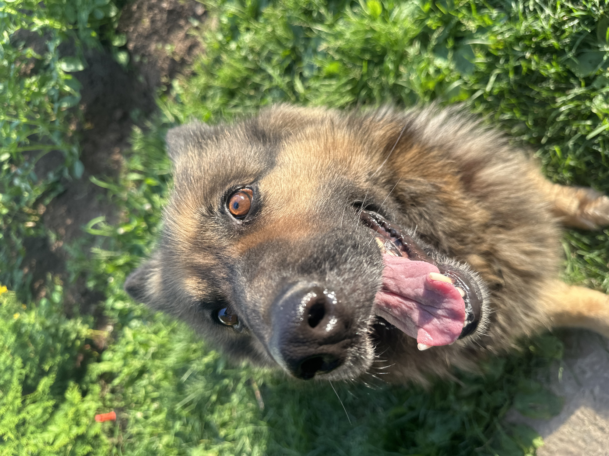 This is a close-up, high-angle shot of a German Shepherd dog's face, taken outdoors in what appears to be a grassy area. The dog is looking up at the camera with its mouth open and tongue hanging out, panting. Its fur is a mix of brown, black, and tan. The dog's eyes are a deep brown. The background is out of focus, showing green grass and some dark soil. The lighting suggests it is daytime, possibly sunny given the brightness and some reflections on the dog's wet nose. There is a hint of a concrete surface at the bottom right of the frame, possibly a sidewalk or patio. The overall impression is of a happy, energetic dog enjoying the outdoors. The location context provided is Chaikovsky, Russia. No text is visible in the image.