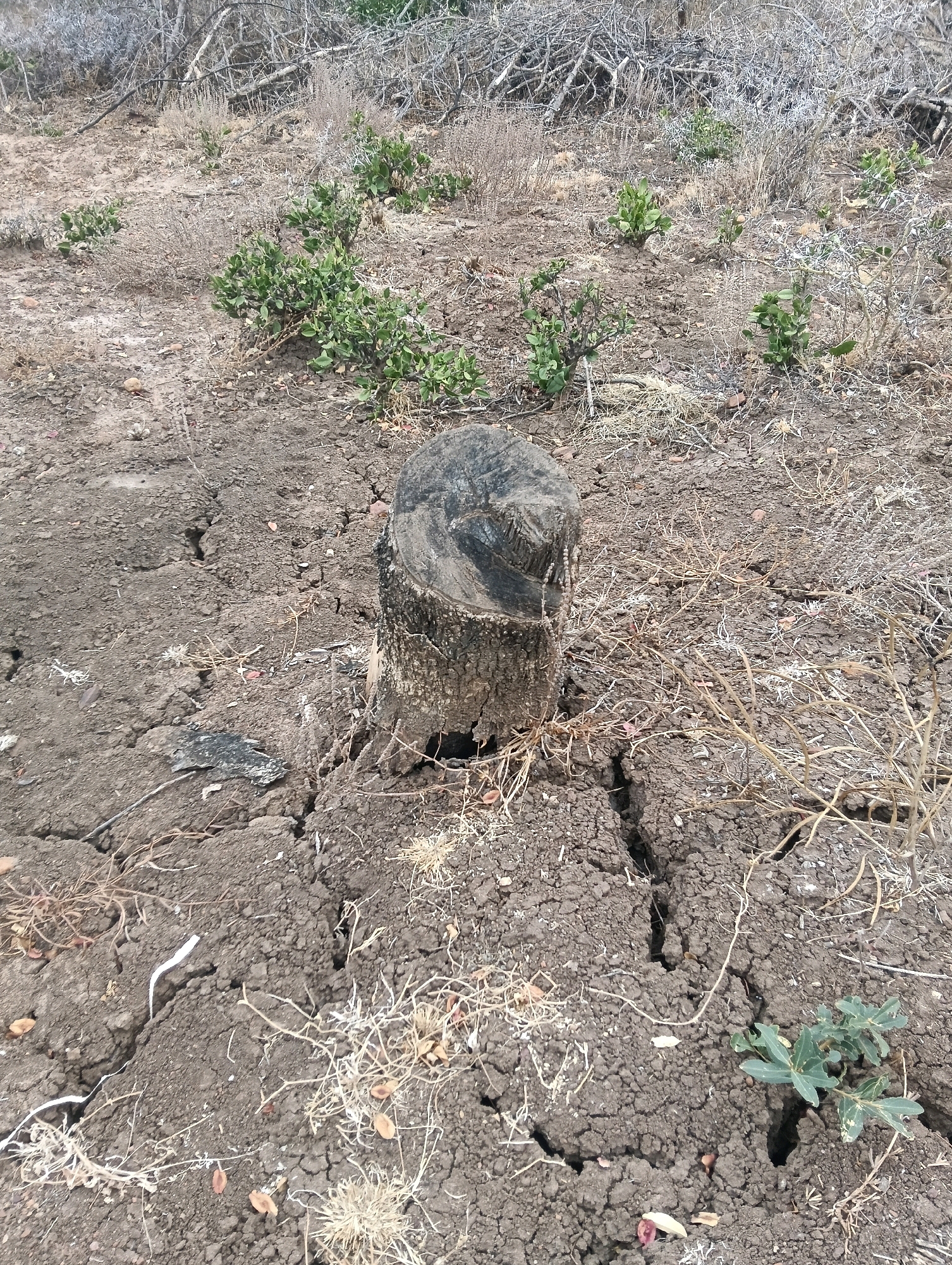 A tree stump sits in cracked, dry soil in Mutitu/Kaliku Ward, Kenya. The ground is barren and arid, with sparse, dry vegetation and a few small green bushes scattered around. The tree stump is rough and weathered, showing signs of age and decay. The overall impression is one of drought and desolation.