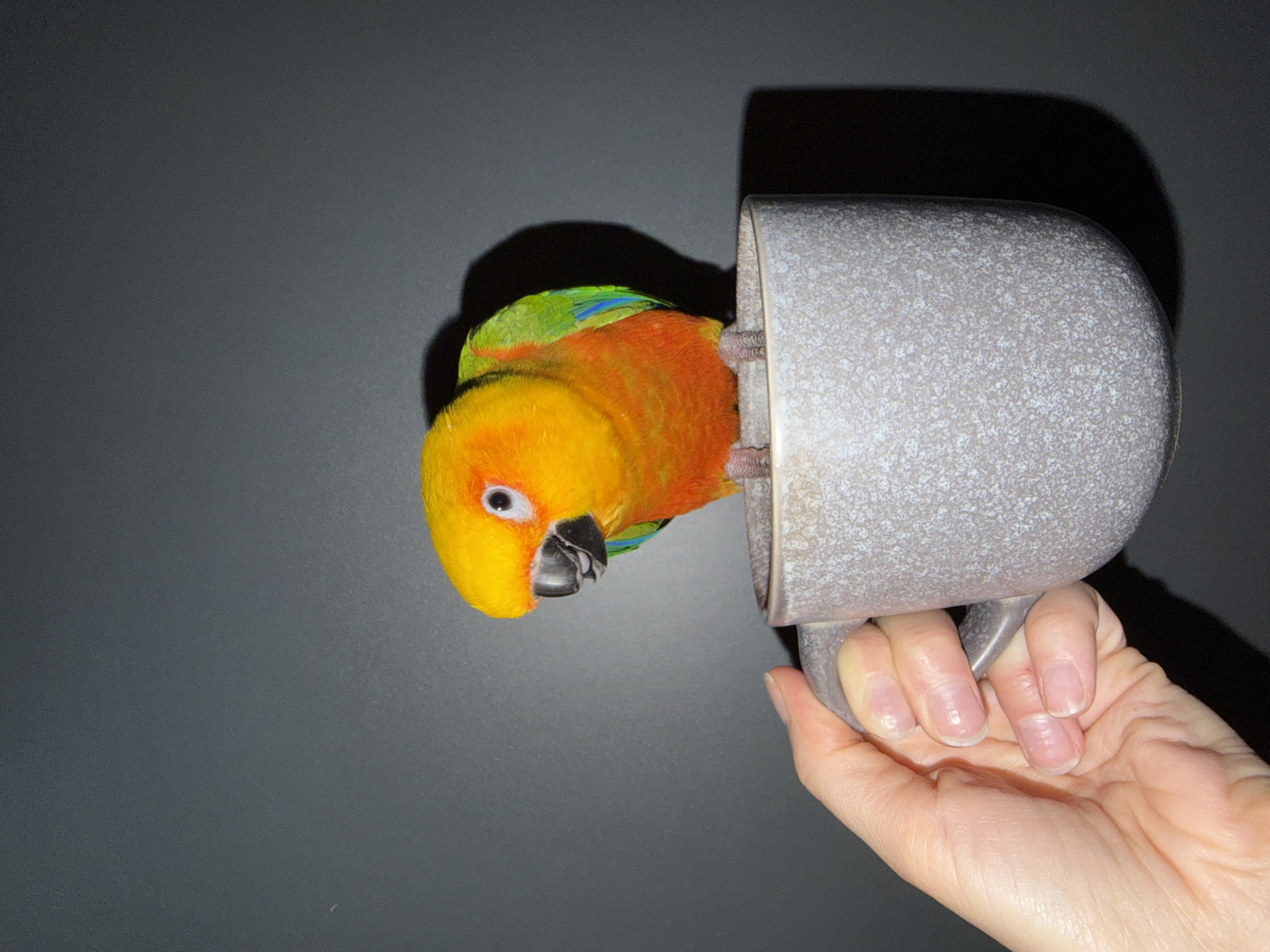 A medium-high angle studio shot depicts an orange and yellow parrot extending out of a gray ceramic mug being held by a fair-skinned hand with unvarnished fingernails. The parrot's head is yellow, and its body is primarily orange with a green and blue cap. The mug has a speckled, grayish-white finish and is held by its handle. The background is a plain, dark gray surface. The scene appears to be staged in a studio setting. There is no evidence to indicate that the location is Khimki, Russia.
