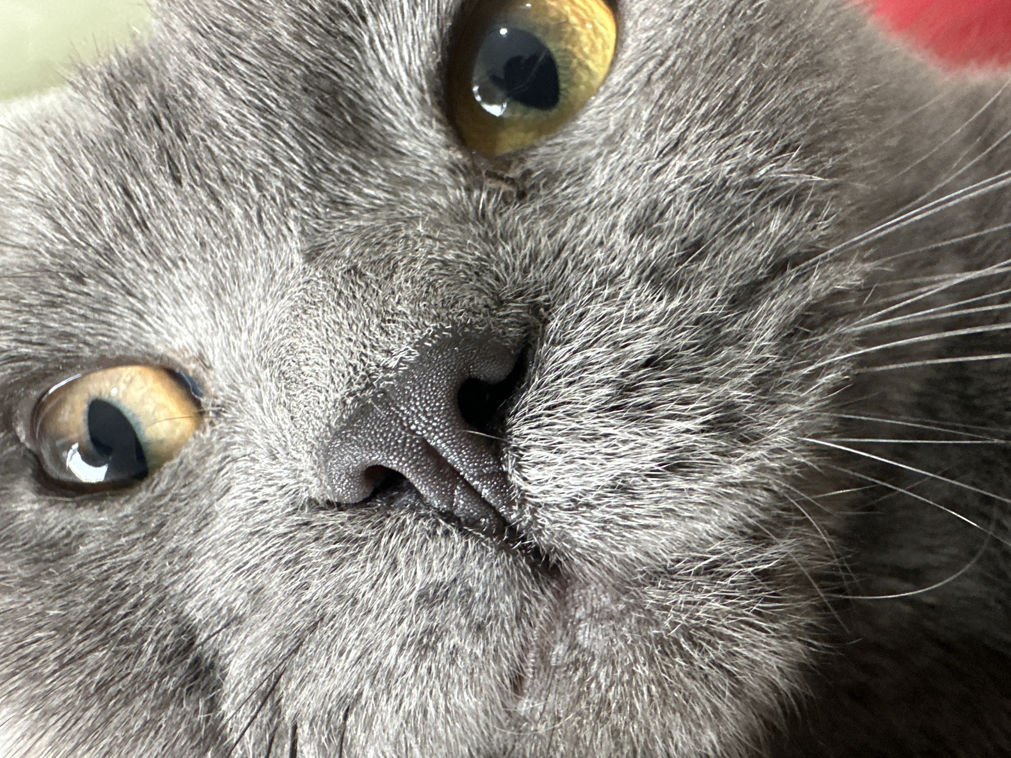 The image is a close-up of a grey cat's face. The cat has golden eyes, a black nose, and grey fur. There are whiskers visible on the right side of the image. The image provides no information about the city of Perm, Russia or the location of the cat.