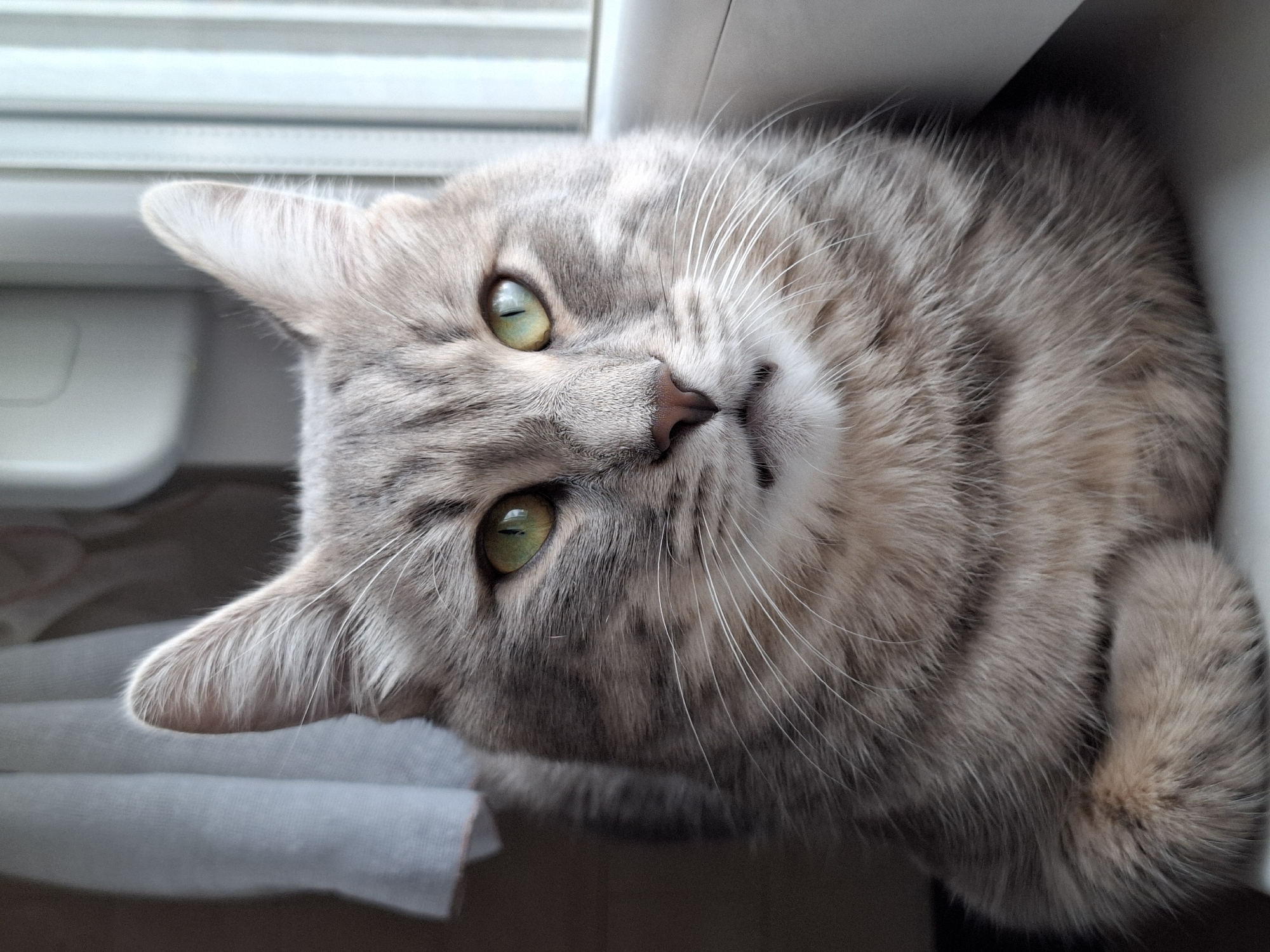 This close-up portrait features a domestic cat with light gray, cream, and faint tabby markings. The cat has striking, bright green eyes and a small, pink nose, with long, white whiskers fanning out from its muzzle. Its head is tilted, and it is looking directly at the camera with an alert and curious expression.
The cat is positioned indoors, possibly on a windowsill or a piece of furniture, with light-colored horizontal window blinds visible in the soft-focus background, suggesting daylight filtering in. A plain white surface runs along the top right edge of the frame, and a light grey fabric, possibly a blanket or towel, is partially visible in the lower left, providing a cozy setting. The lighting is diffused, illuminating the cat's fur and emphasizing its texture.
The image captures a calm and engaging moment, highlighting the cat's endearing features and direct gaze. There is no visible text in the image. The scene is set in Novi Sad, Serbia.