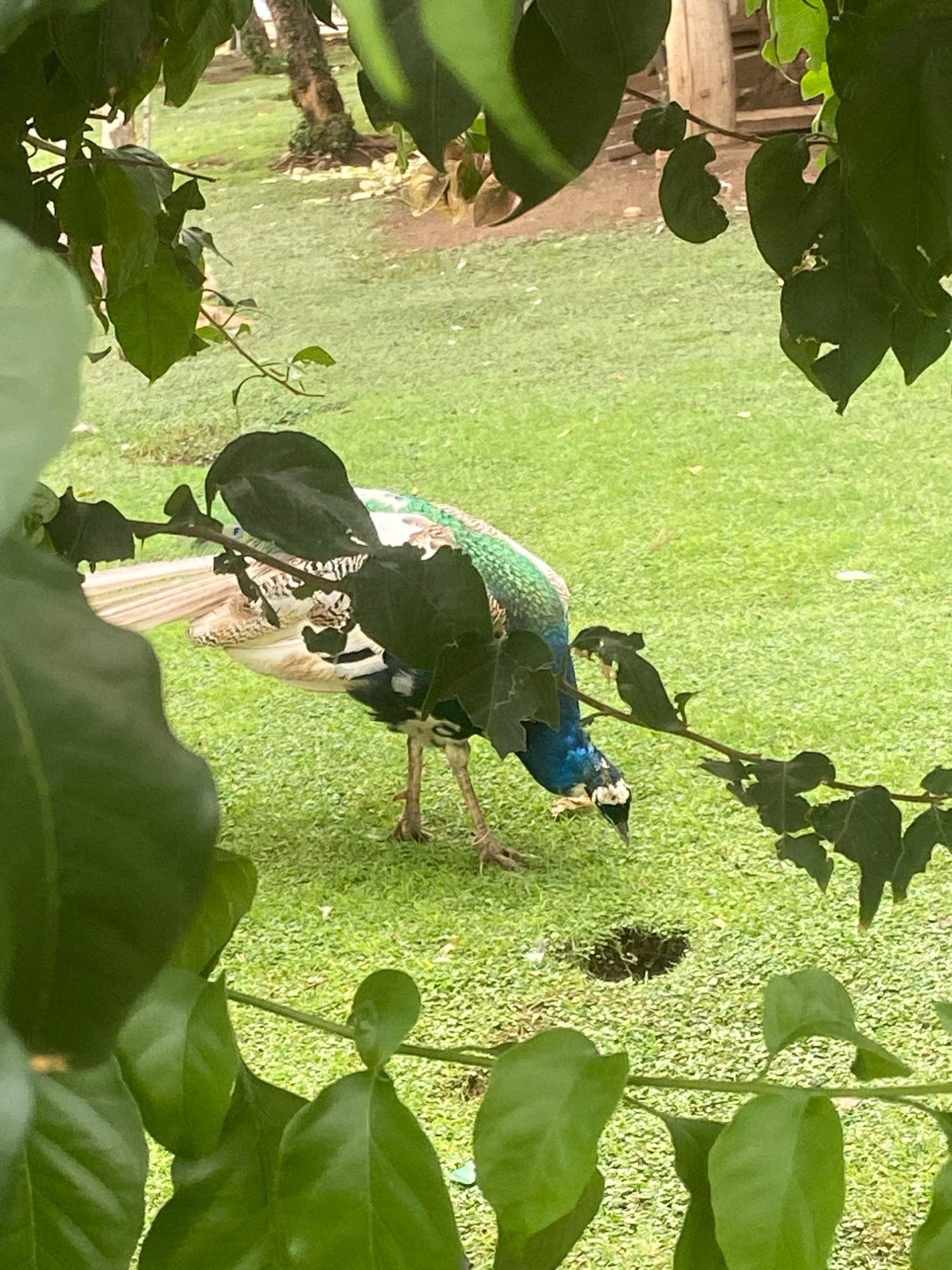 A peacock with blue and green iridescent feathers is pecking at the ground on a patch of green grass. The peacock is partially obscured by dark green leaves in the foreground. In the background, a tree trunk and more greenery are visible. The scene appears to be outdoors in a park or garden setting. There is no indication of the city of Budva, Montenegro, in the image.