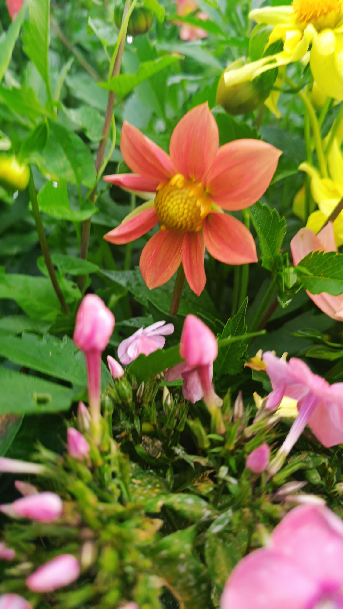 The image depicts a close-up view of a flower bed containing various blooming flowers. The central focus is on an orange-peach colored dahlia with a yellow center, its petals spread open. Behind it, several bright yellow flowers and more dahlias are visible, along with lush green foliage. In the foreground, several unopened pink buds and some blurred pink flowers are present. The flowers appear to be in a garden setting, possibly after a rain, as water droplets can be seen on some of the leaves. The image does not contain any discernible information about the city of Karsha, Russia, nor does it show any people or any actions or interactions.