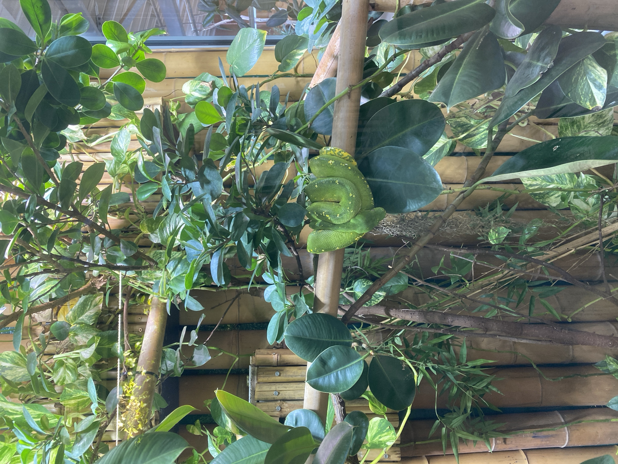 A bright green tree python with yellow markings is coiled on a bamboo perch in a lush, humid terrarium. The snake is centrally located, with its body forming a tight spiral. The background is a dense arrangement of various green leafy plants and bamboo stalks. The terrarium appears to be part of an exhibit at the Zoo Neuwied, located in Neuwied, Germany. The lighting is soft, suggesting an indoor environment. There are no people visible in the image.