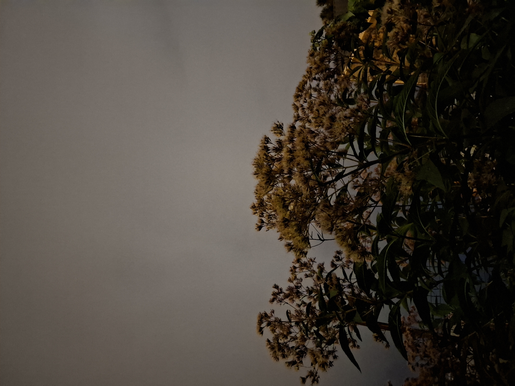 The image shows a cluster of plants with small, fuzzy flowers against a dark, overcast sky. The plants are dark green with some lighter colored blooms. The sky is a uniform gray, suggesting it is either dusk or nighttime. The lighting is dim and appears to be artificial. There is no discernable urban infrastructure or natural landmarks that would specifically place this scene in Tyumen, Russia. The image is a close-up of vegetation.