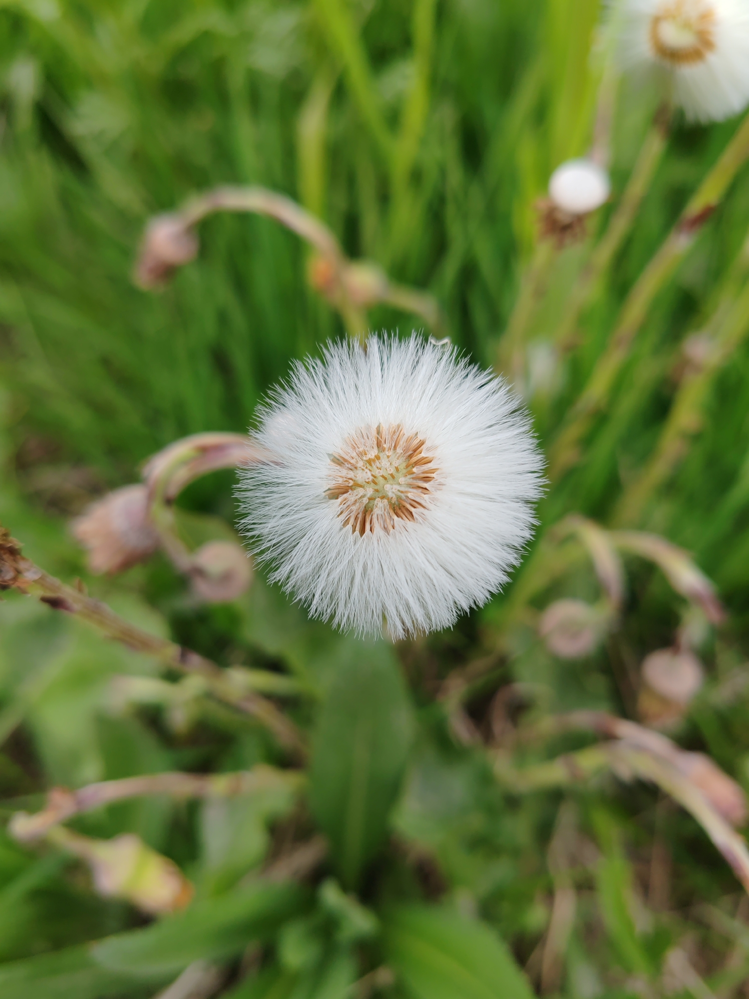 A close-up, top-down view of a white, fluffy flower resembling a dandelion seed head is centered in the frame. The flower has a tan and brown center from which numerous delicate white filaments radiate outwards, forming a spherical shape. The background is a blur of green grass and some out-of-focus plant stems with dried buds. No people are present. The scene depicts a natural outdoor environment, possibly a park or meadow, in Petropavlovsk-Kamchatsky, Russia.