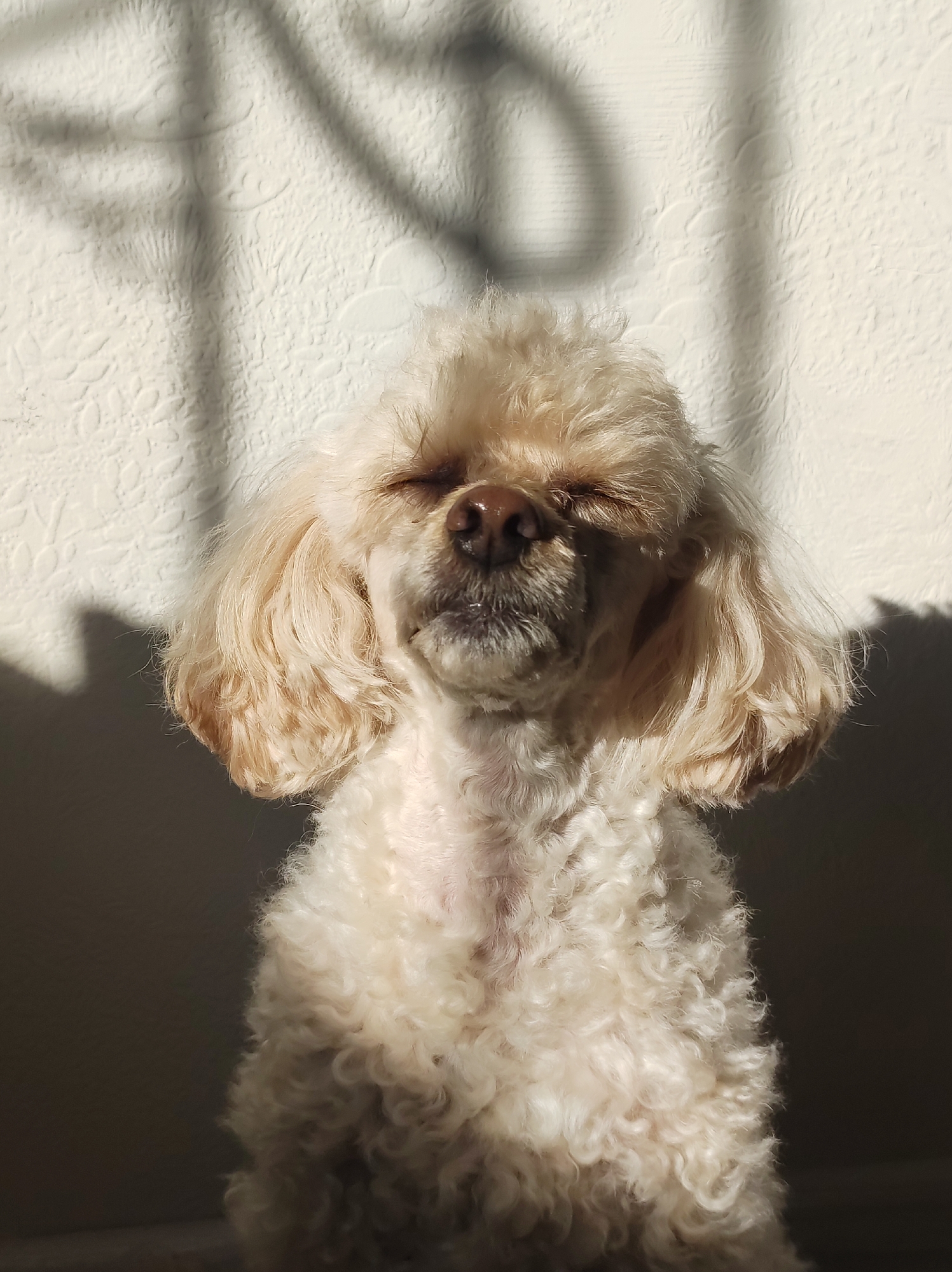A light-colored poodle with its eyes closed is pictured sitting in front of a textured wall. Sunlight casts a shadow of what appears to be blinds on the wall behind the dog. The dog's fur is curly and fluffy, and its nose is a dark brown color. The lighting suggests it is daytime, with the sun creating strong highlights and shadows. The image appears to be taken indoors.