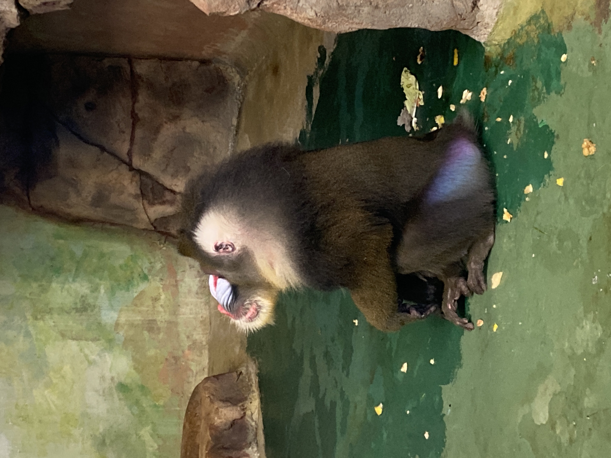 A mandrill sits hunched on a green surface with scattered yellow debris, likely food, in a zoo enclosure. The enclosure is a mix of artificial rock and painted surfaces. The mandrill has distinctive coloring: a dark brown coat, a light-colored mane, a blue rump, and a red and blue face. The location is likely within the Yekaterinburg Zoo in Yekaterinburg, Russia, based on the likelihood of mandrills being kept in such a location.