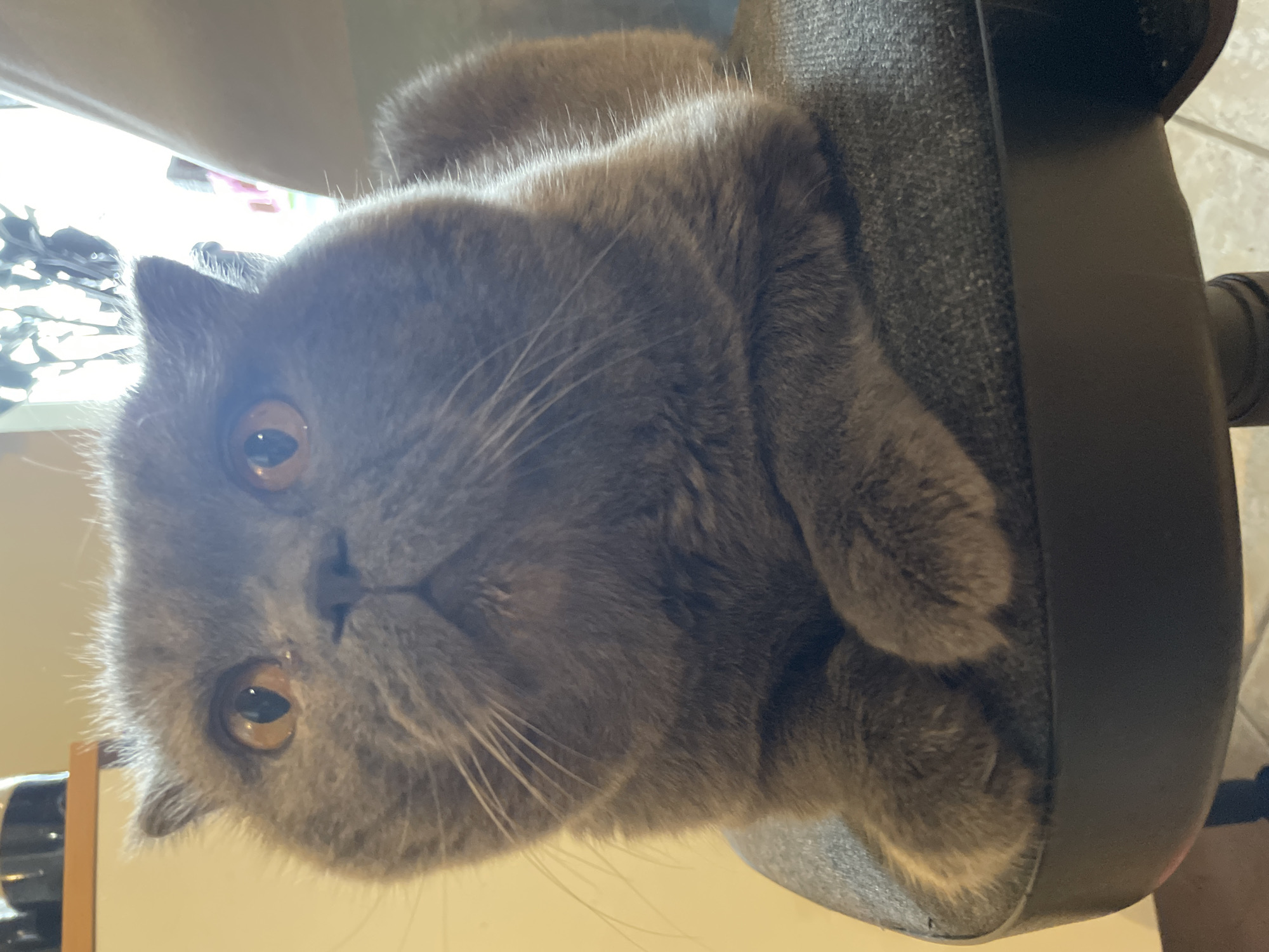 A grey, short-haired cat with prominent amber-colored eyes and long white whiskers is the central subject of the image. The cat appears to be a British Shorthair, characterized by its dense fur and round face. It is lying down on its side, resting comfortably on a dark grey, textured upholstered surface, which resembles an office chair or similar furniture. The cat's head is tilted slightly forward, and its gaze is directed straight at the viewer, giving it a calm and curious expression. Parts of its front paws are visible, tucked close to its body.
The setting appears to be indoors, though specific details are limited. Bright, possibly natural light streams in from the upper left side of the frame, illuminating parts of the cat's fur and creating some glare. The background is largely out of focus and indistinct, showing hints of light-colored surfaces like a wall or floor. The structure of the chair, with dark, possibly plastic components, is visible on the right side of the image. There is no visible text. The original image is rotated 90 degrees clockwise.