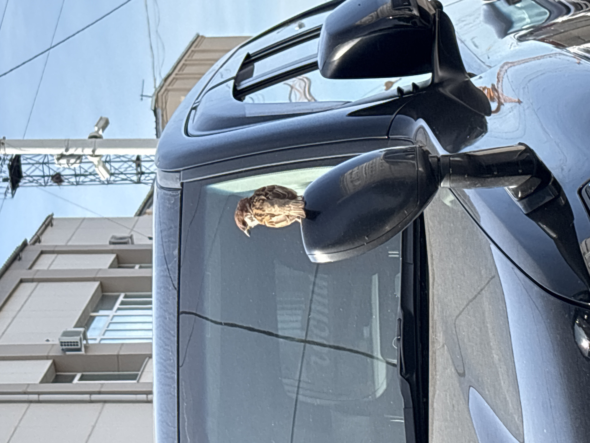A sparrow is perched on the black side-view mirror of a black car. The car's windshield is visible in the foreground, reflecting some text. In the background, a light-colored building with several windows and an air conditioning unit is visible. A metal structure, possibly a pylon with antennas, is also in the background, along with a blue sky. The scene appears to be in an urban environment.