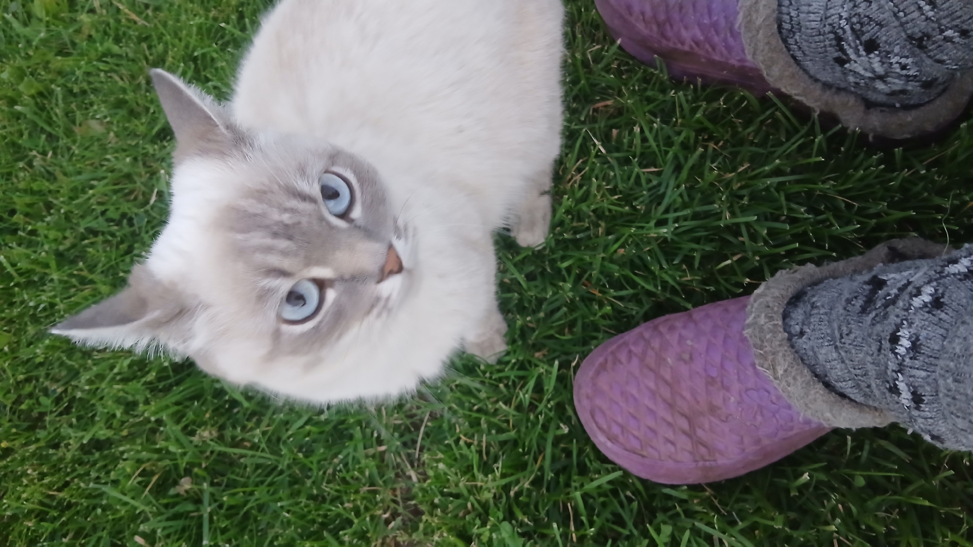 An overhead shot shows a Siamese cat with striking blue eyes lying on green grass. To the right of the cat are two purple rubber boots. One boot is worn by a person wearing a grey sock with a patterned design. The other boot is visible near the top right corner of the image. The cat's head is tilted upwards, and its gaze is directed towards the camera. The grass is well-maintained and appears to be part of a lawn or park. The scene is well-lit, suggesting it is daytime. This image does not provide any specific information about the location within the city of Nadezhdenka, Russia.