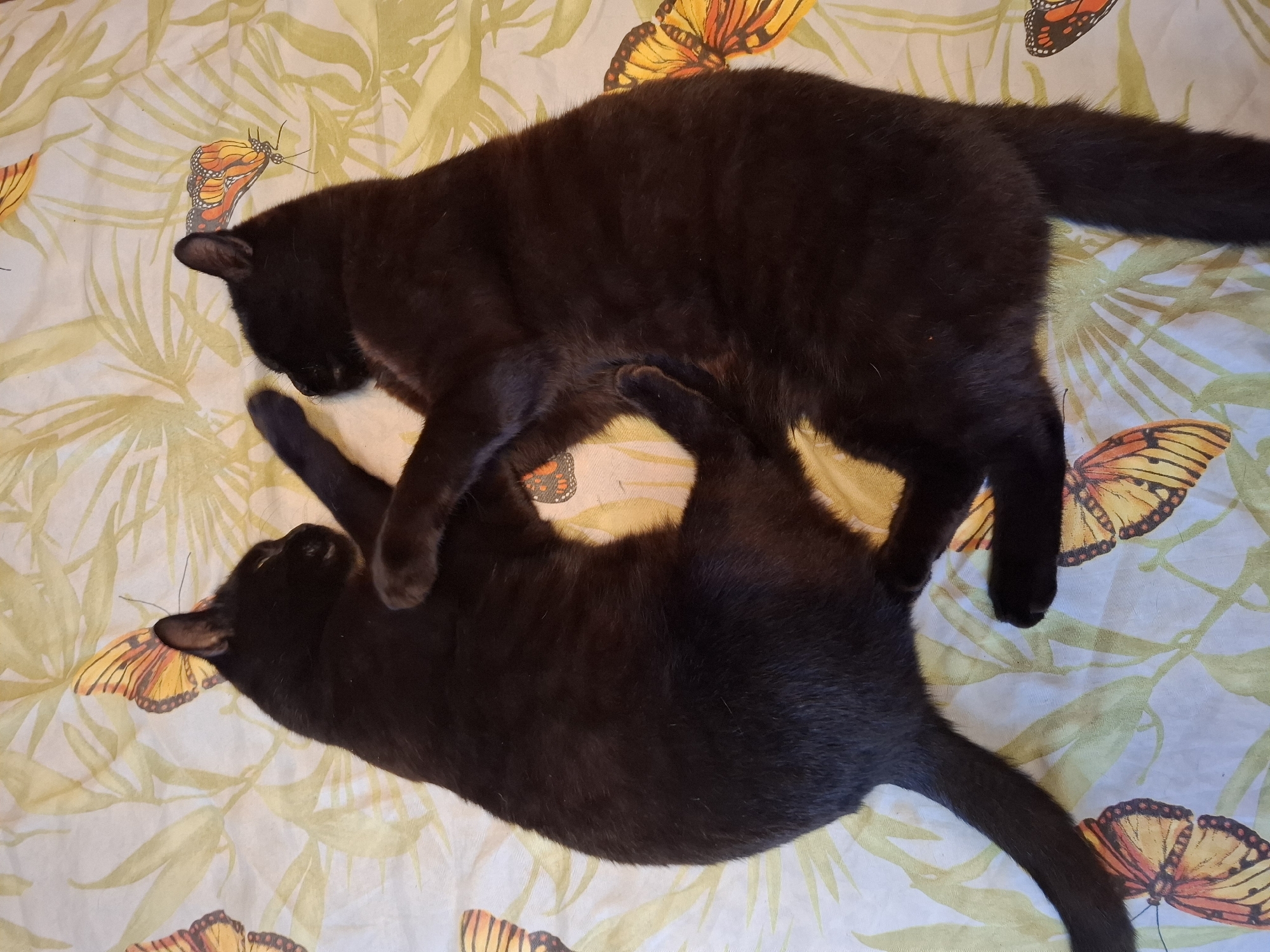 Two black cats are lying on a bedspread with a butterfly and leaf pattern. One cat is lying on its back, while the other is lying on top of it. The location is not specified, so Khlevnoye, Russia cannot be confirmed.