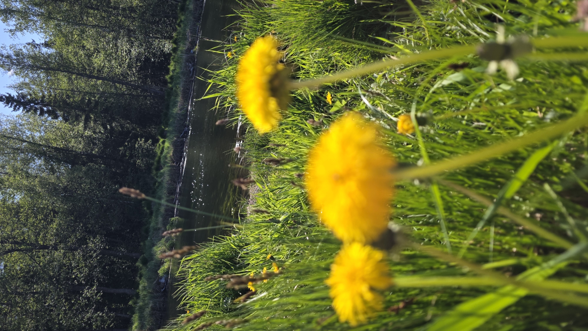 The image depicts a close-up view of dandelions growing on the bank of a body of water. A forest lines the opposite bank. The scene is likely in Gatchina, Russia. The dandelions are yellow and blurred, suggesting a shallow depth of field. The water is dark and reflects light, giving it a shimmering appearance. Grass and other vegetation surround the dandelions, creating a lush green environment.