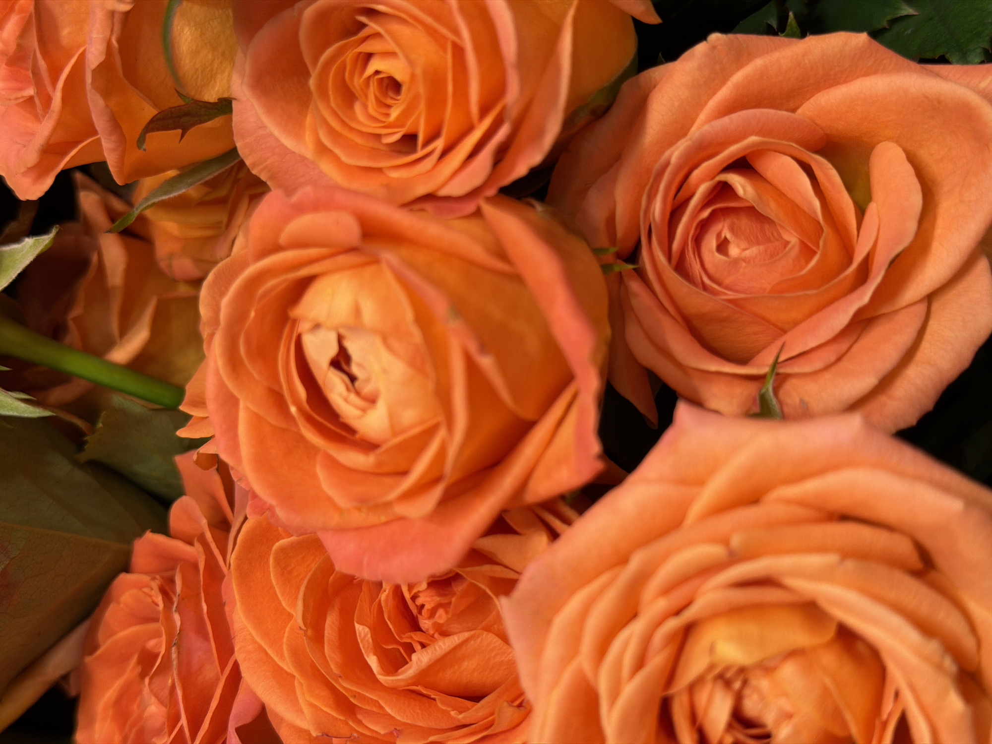 This close-up image captures a vibrant bouquet of orange roses. The scene is dominated by several blooming roses, filling most of the frame. The subjects are the individual roses, with their layered petals forming intricate spirals in shades of warm orange, sometimes tending towards a peach or salmon hue. Green stems and a few dark green leaves are visible, particularly in the lower left and upper middle sections, providing a natural contrast to the blossoms.
There is no specific activity or event taking place, as the image is a still life, focusing on the aesthetic beauty of the flowers.
Notable details include the striking color palette, which is rich and inviting. The lighting appears to be focused on the roses, creating depth and highlighting the soft, velvety texture of their petals. The background is dark and out of focus, emphasizing the roses themselves. The composition is tight, offering an intimate view of the floral arrangement. The details of the petals, from their delicate curves to their central folds, are clearly visible.
No visible text is present in the image. The image provides a detailed view of these flowers, likely part of an arrangement in Penza, Russia.