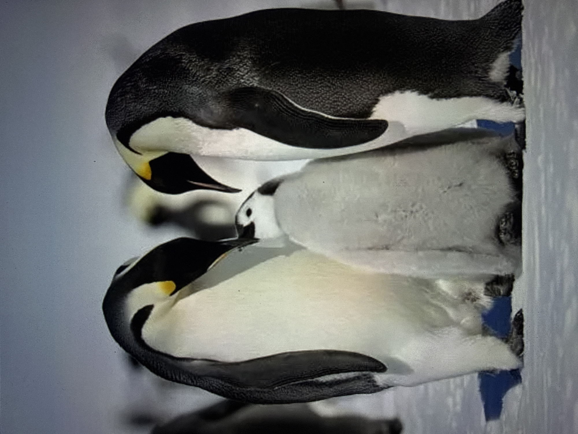 The image shows three penguins standing on a snowy surface. Two adult penguins, one on the left and one on the right, flank a smaller penguin chick in the center. The adult penguins are black and white with yellow markings on their necks. The chick is fluffy and gray. The penguins appear to be interacting with each other, with the adults leaning in towards the chick. The background is a blur of white and gray, suggesting a snowy or icy environment. There are no discernible city landmarks or features.