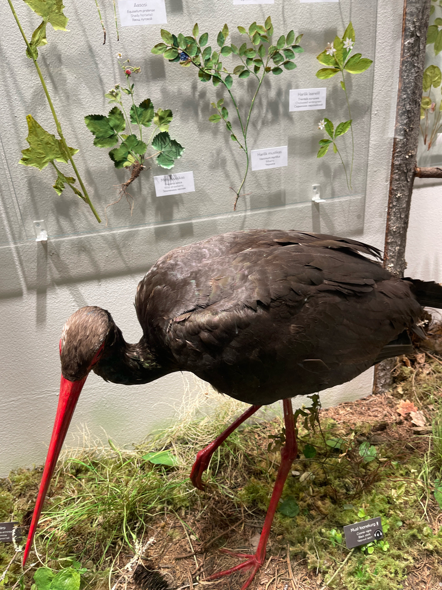 A stuffed black stork with a red beak and legs is positioned in a museum exhibit. The bird is shown with its head lowered as if foraging in a naturalistic diorama of moss, grass, and pinecones. In the background, several plant specimens are displayed on a light-colored wall, each with a label indicating its name and scientific classification. The exhibit is well-lit, casting subtle shadows on the diorama. The overall scene is presented in a forensic, matter-of-fact manner, focusing on the objective details of the exhibit. The location is identified as the Estonian Museum of Natural History in Tallinn, Estonia.