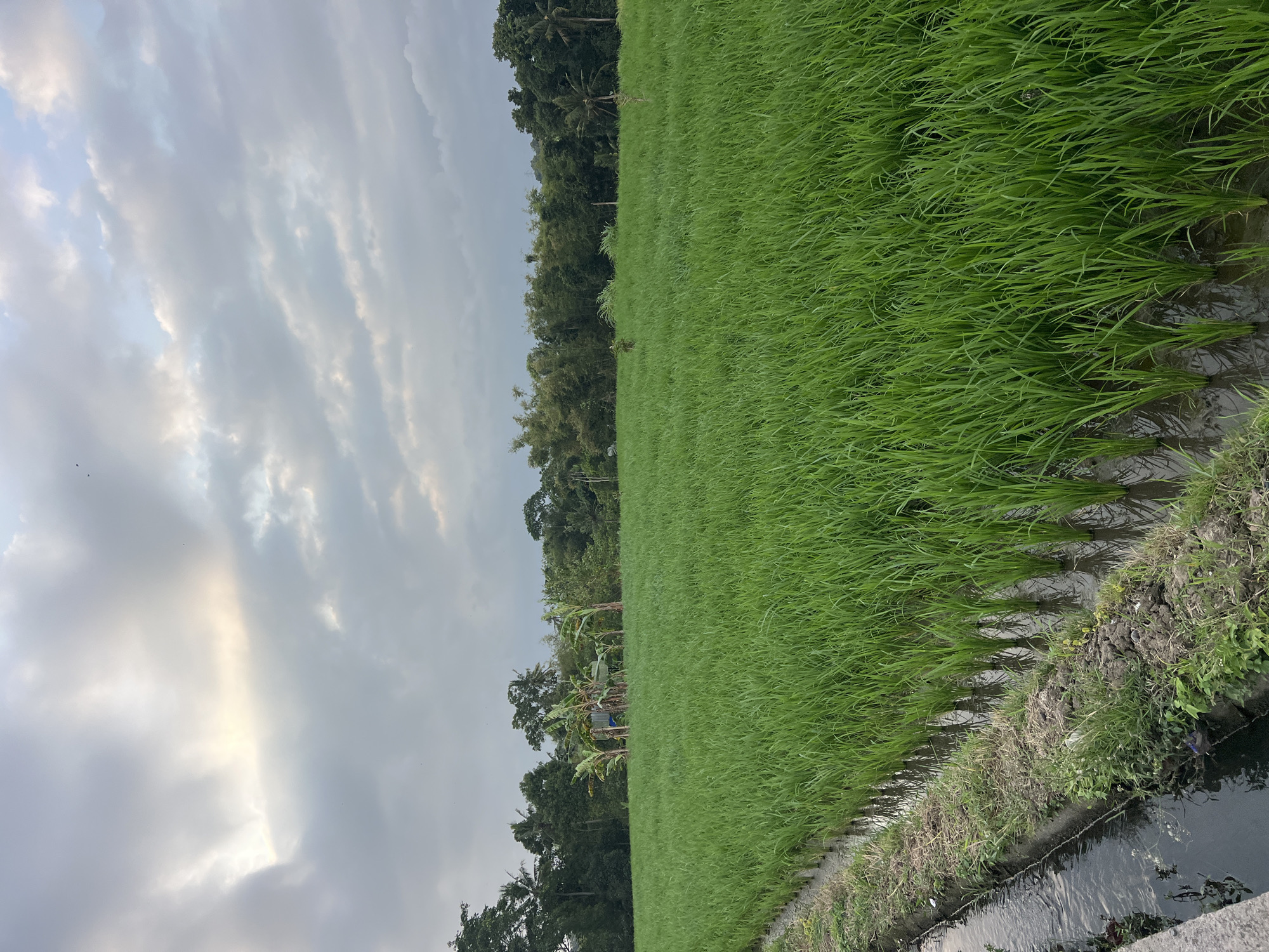 A vertical, eye-level shot captures a vibrant green rice paddy under a cloudy sky, likely in Kediri, Indonesia. The foreground features a narrow irrigation ditch running along the left edge of the frame, its dark water reflecting the overcast sky. The ditch is bordered by a dirt embankment with scattered green vegetation and some brown, dry patches. The vast expanse of the rice paddy dominates the middle and right portions of the image, with young rice stalks standing in shallow water, creating a uniform sea of green. In the distance, a line of diverse trees forms the horizon, including palm trees, banana trees, and other lush foliage, suggesting a tropical or sub-tropical environment. The sky above is a tapestry of grey and white clouds, with patches of brighter light hinting at the sun attempting to break through. The overall atmosphere is serene and natural.