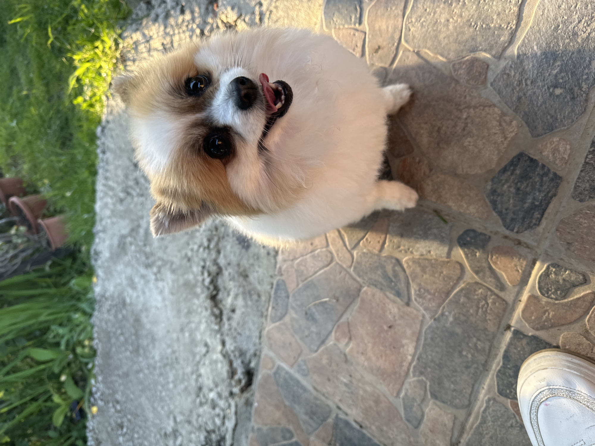 A high-angle shot shows a small, light-colored dog, possibly a Pomeranian or similar breed, looking up towards the camera with its tongue slightly visible. The dog is standing on a stone patio, composed of irregularly shaped stones of various colors, including brown, gray, and tan. Patches of green grass and other vegetation are visible on the periphery, with a section of what appears to be a concrete or stone walkway to the left. A partial view of a white shoe is located in the bottom right corner of the image. The city or location of Goran, Bulgaria, is not directly identifiable from the visual information presented.