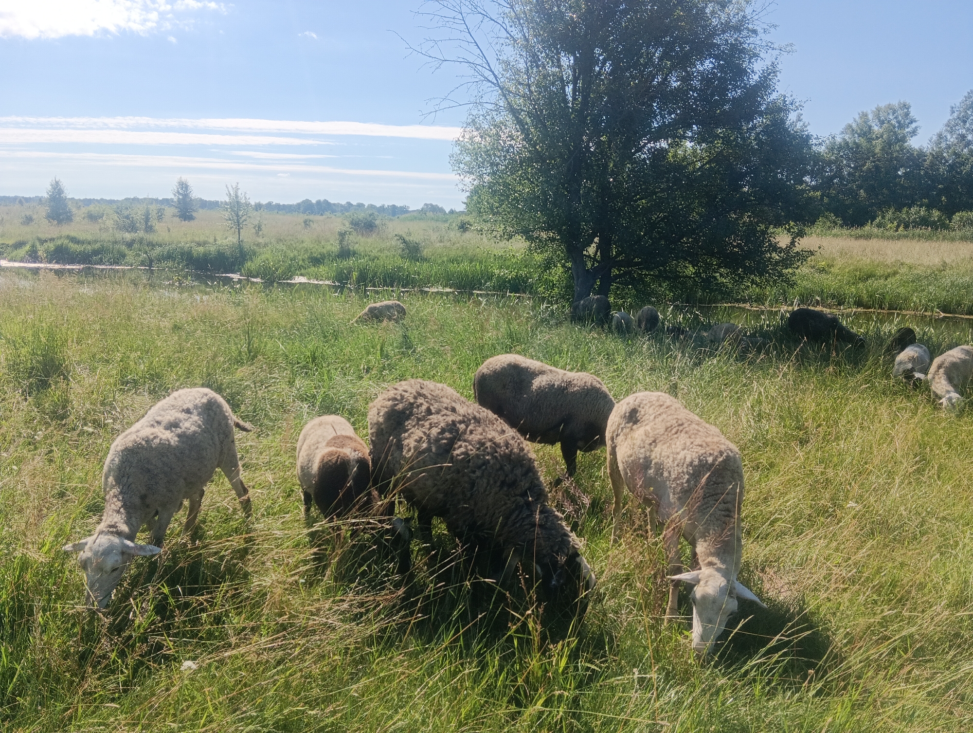 In an outdoor, grassy field with a small body of water to the left, several sheep are grazing under a clear sky with sparse clouds. A large tree with dense foliage stands in the middle ground to the right, casting a shadow over some of the sheep. The landscape is predominantly green and overgrown, with distant trees lining the horizon. The sheep are of various shades of white and brown, some with dark markings on their faces. They are scattered across the field, all in the act of eating grass. The image appears to be taken on a sunny day.