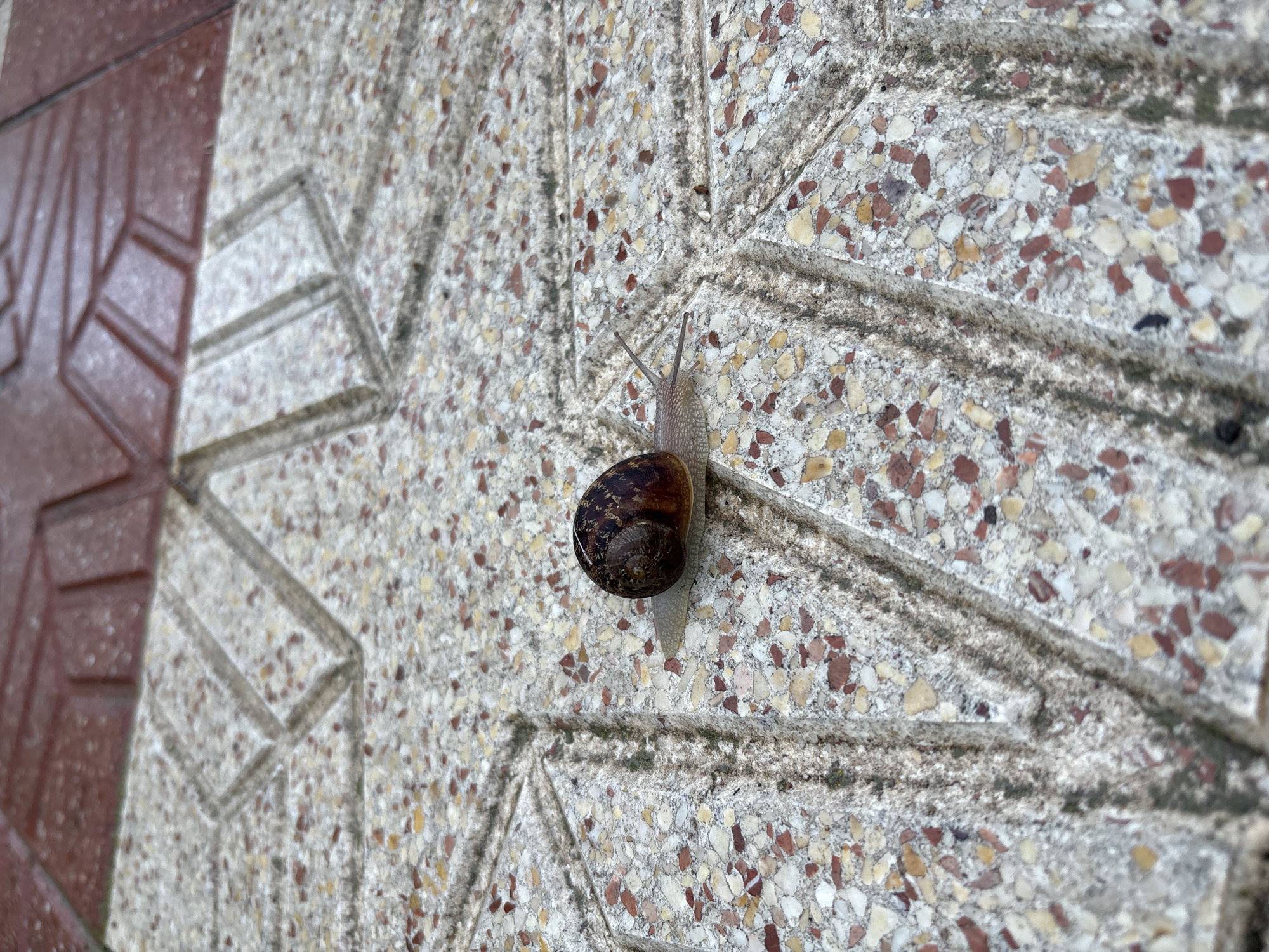 A snail rests on a textured concrete surface, its dark, spiraled shell prominently displayed. The surface exhibits a pattern of irregularly shaped, multi-colored aggregate set in a pale matrix. The surface has a grooved design, possibly part of a larger architectural feature. To the left of the concrete is a section of reddish-brown patterned tile. The photograph appears to be taken at a low angle. The location is Teulada, Spain.