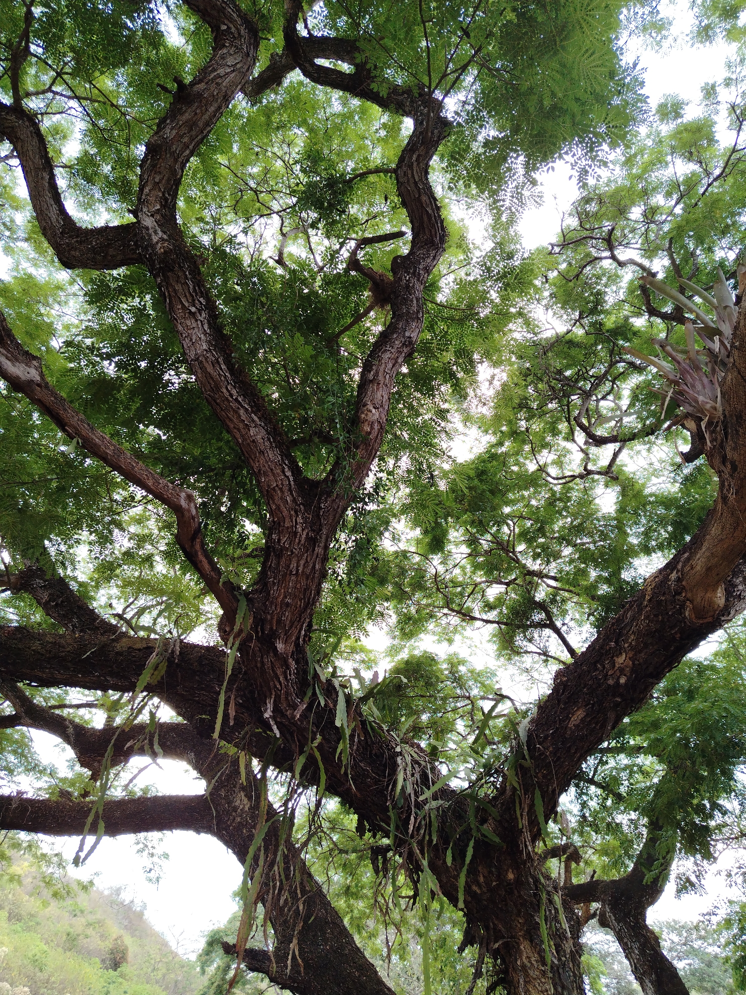 The image captures a close-up, upward-angled view of a mature tree with thick, gnarled branches and lush green foliage. The tree's bark appears textured and hosts epiphytic plants, some with long, hanging tendrils. The leaves are dense, filtering sunlight. A glimpse of the sky and distant vegetation is visible through the canopy. The image could not be identified to be in Los Leoncitos, Venezuela.