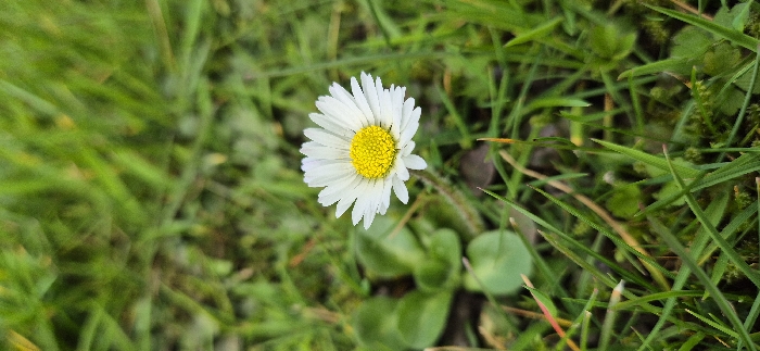This image depicts a single, fully bloomed common daisy (Bellis perennis) centered within a grassy area in the city of Hyndburn, United Kingdom. The specific landmark or address within Hyndburn is not discernible from the visual information. The daisy features approximately 30-40 white ray florets arranged in a single layer around a prominent yellow disc of numerous tightly packed disc florets. A slender, green, slightly hairy stem supports the flower. The surrounding environment consists primarily of vibrant green grass blades, some with brownish tips, and several broader, darker green leaves of other low-lying plants or weeds, consistent with a lawn, park, or verge. The ground beneath the vegetation appears to be dark soil or earth. The foreground and background grass are out of focus, creating a shallow depth of field that emphasizes the daisy. Lighting is soft and even, suggesting an overcast day or indirect light. There are no individuals, overt actions, or complex interactions present in the scene.