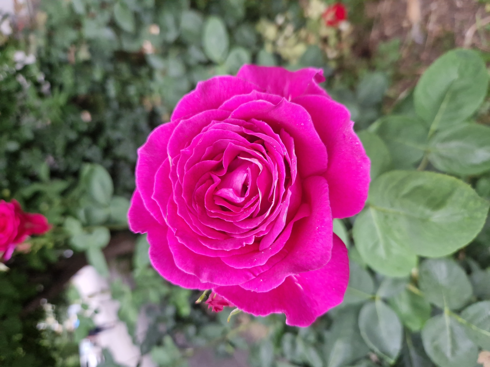 A close-up, vertical shot shows a vibrant fuchsia-pink rose in full bloom, centered within the frame. The rose's petals are tightly furled at the center, spiraling outwards in a complex, layered pattern. Small water droplets glisten on the surface of several petals. The rose is surrounded by lush green foliage, with some leaves blurred in the foreground and background, indicating a shallow depth of field. In the upper left background, a blurred, out-of-focus scene shows what appears to be a park or garden setting with some trees and hints of human activity, possibly a street or pathway. Another blurred pink rose bud is visible in the upper background. The overall lighting suggests an overcast or diffused daylight setting. The location of this image is identified as Sofia, Bulgaria.