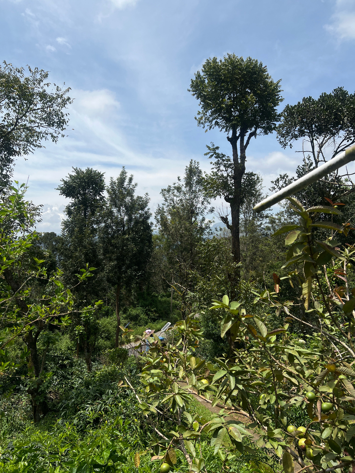 The image depicts a lush, green natural environment, likely a plantation or dense forest, with a clear blue sky dotted with white clouds. In the foreground, a branch of a tree with green leaves and some fruits, possibly guavas, is visible. A metallic pipe extends from the right side of the frame, cutting across the upper portion of the image.
Further into the scene, dense foliage of various trees and plants creates a thick canopy. In the middle ground, a pathway or road is visible, with a couple of figures in the distance walking or standing near a structure that appears to be a shed or a small building with a sloped roof. The pathway is lined with railings. The background reveals more trees and hints of distant hills or mountains under the expansive sky. The overall impression is one of natural beauty and tranquility in a rural or semi-rural setting. The location is identified as Makkanduru, India.