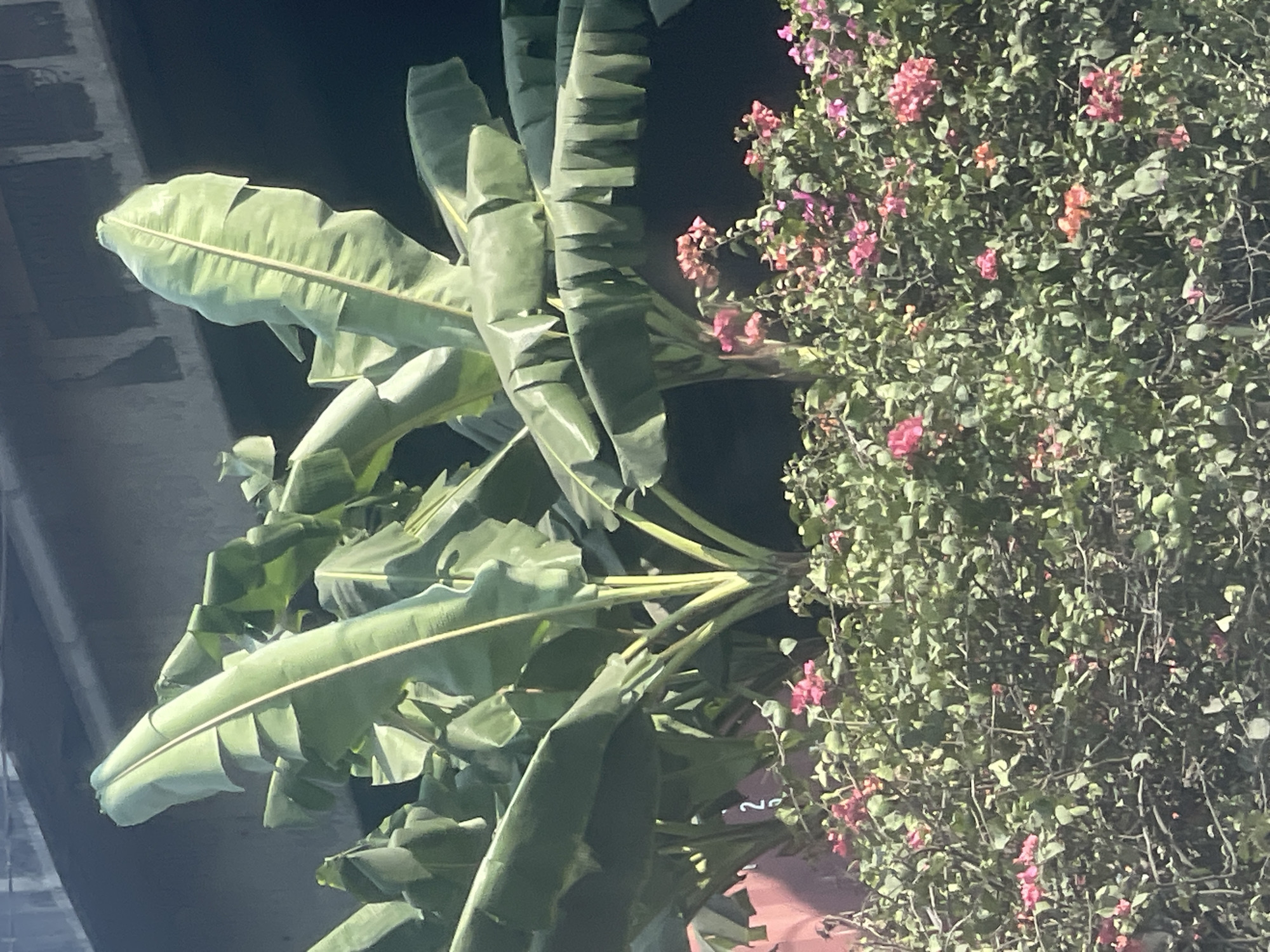 This is a medium shot, eye-level, outdoor photograph taken in East Jakarta, Indonesia. The image features lush green banana trees dominating the upper half, their large, broad leaves casting shadows and creating a dense canopy. Beneath the banana trees, a vibrant bush laden with small, pink and coral-colored flowers fills the lower half of the frame. The vegetation is densely packed, with many overlapping leaves and stems. In the background, a blurred, grey concrete structure, likely part of an overpass or elevated road, looms above the trees, suggesting an urban setting. The lighting suggests it is daytime, with sunlight dappling through the leaves. A faint, blurred red structure with white lettering "2" is partially visible on the far left, behind the greenery.