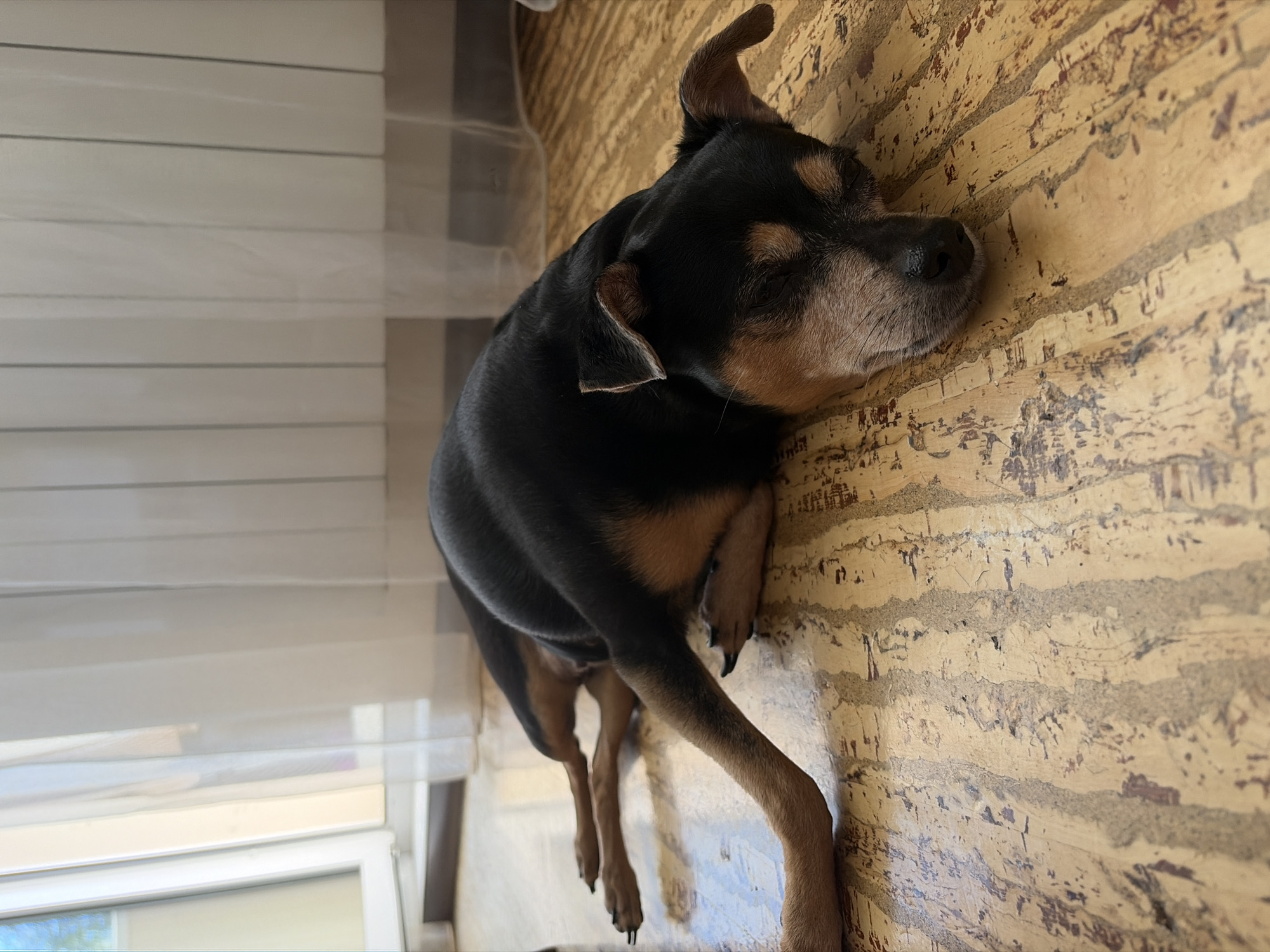 A black and tan dog with closed eyes is sleeping on a wooden floor. The dog is lying on its side with its legs extended. In the background, there is a white curtain and a radiator. The scene is indoors, and the lighting suggests it is daytime. No specific location in Chelyabinsk, Russia can be determined from the image.