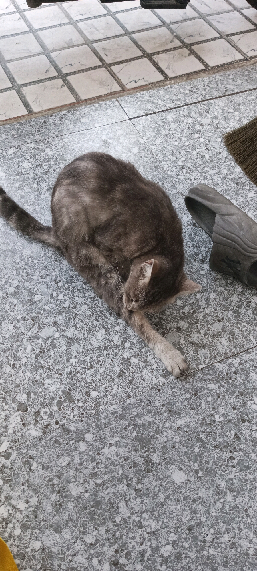 A gray tabby cat is grooming itself on a speckled gray tiled floor. The cat is curled on its side, with its hind leg raised and its face buried in its paw. A dark gray sandal and a portion of a broom are visible to the right of the cat. The floor tiles are arranged in a grid pattern. The image appears to be taken outdoors, possibly in a courtyard or patio area in Babelan, Indonesia.