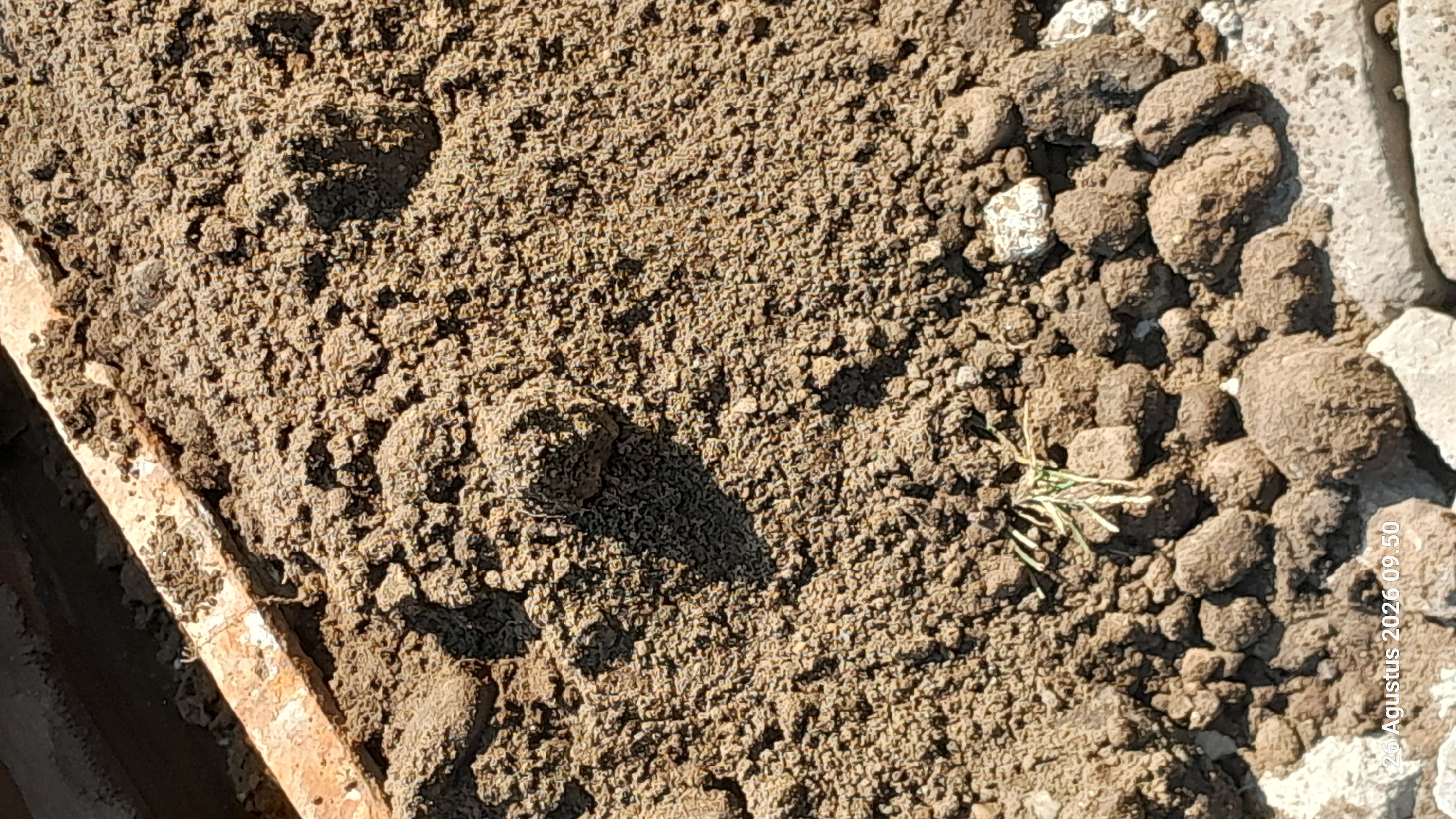 A pile of loose, dry soil is shown in the image. The soil is a light brown color and appears to be a mixture of sand and small pebbles. There are several larger clumps of soil mixed in, some of which are round. A thin, light-colored piece of wood is visible at the top left of the image, partially embedded in the soil. A small sprig of dry grass is also visible in the lower center of the image. The bottom right of the image shows some light gray rectangular objects, possibly bricks or paving stones, partly covered by the soil. A timestamp in white text is visible in the bottom left corner: "26 Agustus 2026 09.50". The scene is outdoors, under bright sunlight, as indicated by the strong shadows cast by the soil clumps. There are no people or animals visible. The location is Takeran, Indonesia, as indicated by the date format.