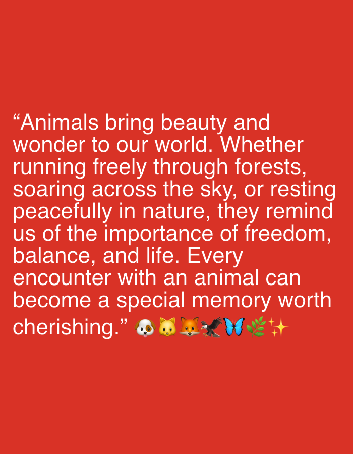 A red background features white text with a quote about animals. Below the quote are several emojis: a dog, a cat, a fox, an eagle, a butterfly, a sprig of leaves, and sparkles. There is no information about Janowice, Poland in the image.