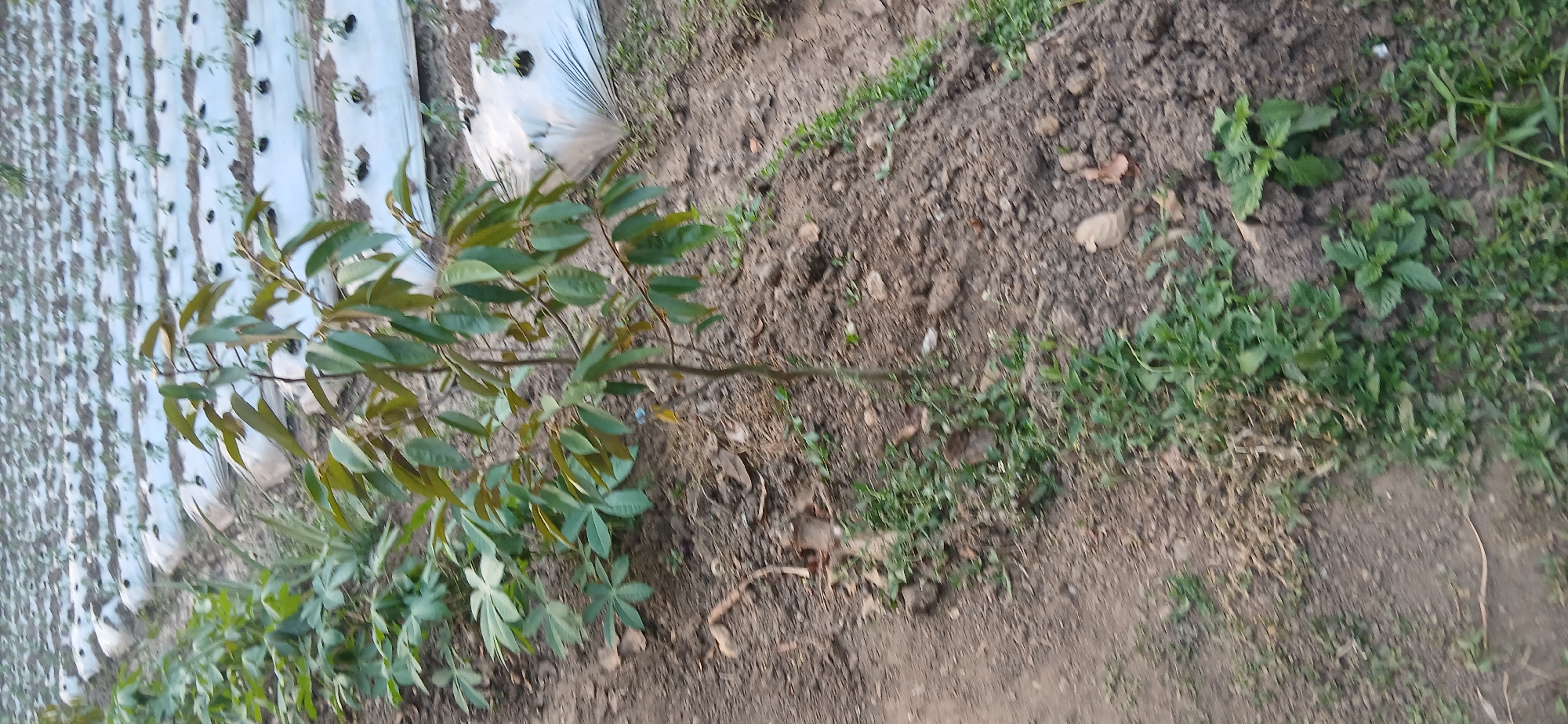 A small durian tree is growing in the foreground of a field in Sekarputih, Indonesia. The field is planted with rows of young plants covered in white plastic mulch. The ground is dry and cracked, with some scattered leaves and small rocks. There is also some green grass growing around the base of the durian tree and along the edge of the field. The sky is not visible in the image.