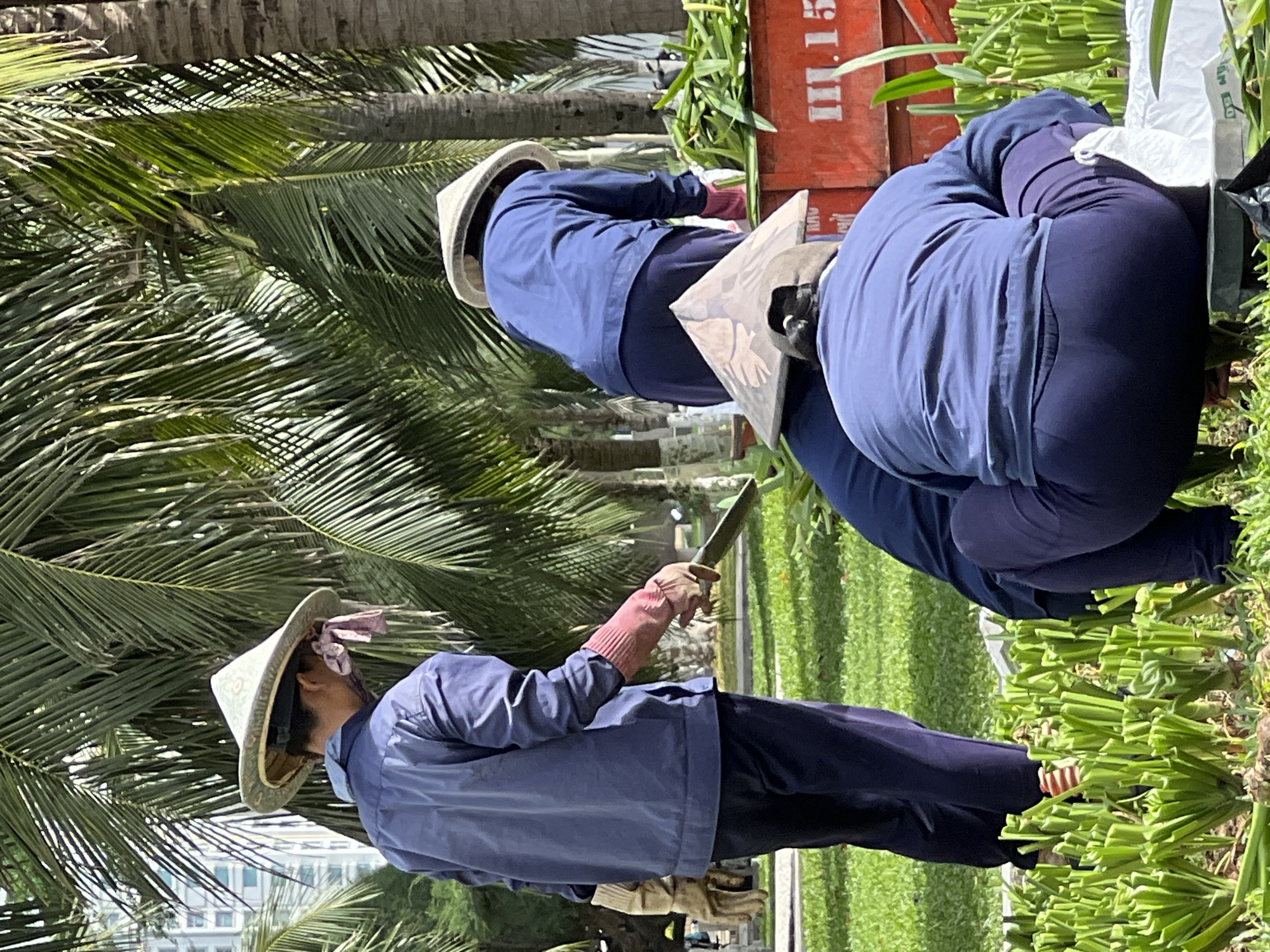 In Nha Trang, Vietnam, three individuals wearing conical hats and blue work uniforms are engaged in horticultural work amidst lush greenery and palm trees. One person in the foreground is crouched low, tending to vibrant green plants. Another individual, standing in the mid-ground, holds a tool and appears to be working on the plants as well. In the background, a third person is also standing and participating in the task. A large red container with the marking "III.15" is visible, suggesting the harvested plants may be placed inside. The scene is bathed in sunlight, casting shadows on the grass and highlighting the textures of the palm fronds. Buildings are faintly visible in the distance, indicating an urban setting within the tropical environment.
