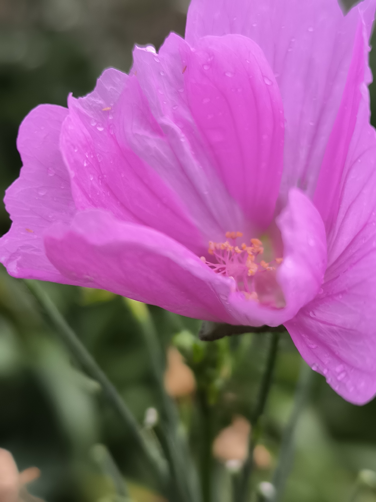 This is a close-up, slightly angled, outdoor photograph of a vibrant pink flower, likely taken during or shortly after rainfall, as indicated by the water droplets visible on its petals. The flower's petals are delicate and translucent, with a soft, wavy texture. The center of the flower features a cluster of bright orange stamens, their fine filaments fanned out. The background is softly blurred, composed of lush green foliage and hints of other soft-colored elements, suggesting a garden or natural setting. There are no people or animals visible in the image. The overall impression is one of natural beauty and fragility, enhanced by the presence of water. The scene is devoid of any urban or specific geographical indicators that would place it in Klaipėda, Lithuania, or any other city.