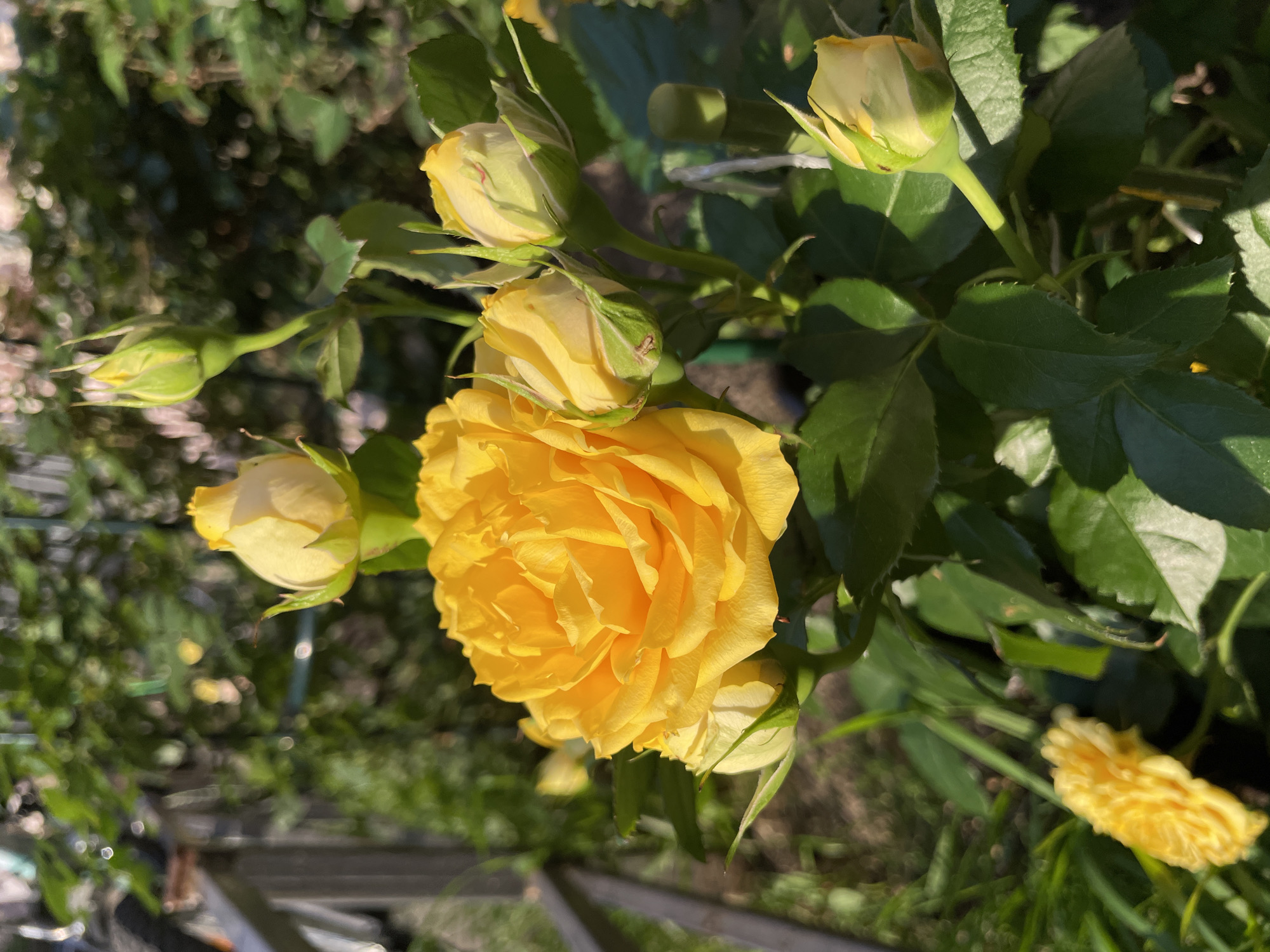 A vibrant close-up of a yellow rose bush captures the morning sun in Saint Petersburg, Russia. The main subject is a fully bloomed yellow rose, its petals intricately layered and radiating a rich golden hue. Surrounding the open rose are several tightly closed buds, their green sepals hinting at future blooms. The rose bush is lush with dark green leaves, some catching the sunlight and casting shadows. In the background, out of focus, is a metal fence and the greenery of a garden, suggesting an outdoor urban setting. The lighting indicates it is likely early morning or late afternoon, with the low angle of the sun creating a warm glow. No people or animals are visible in the frame.