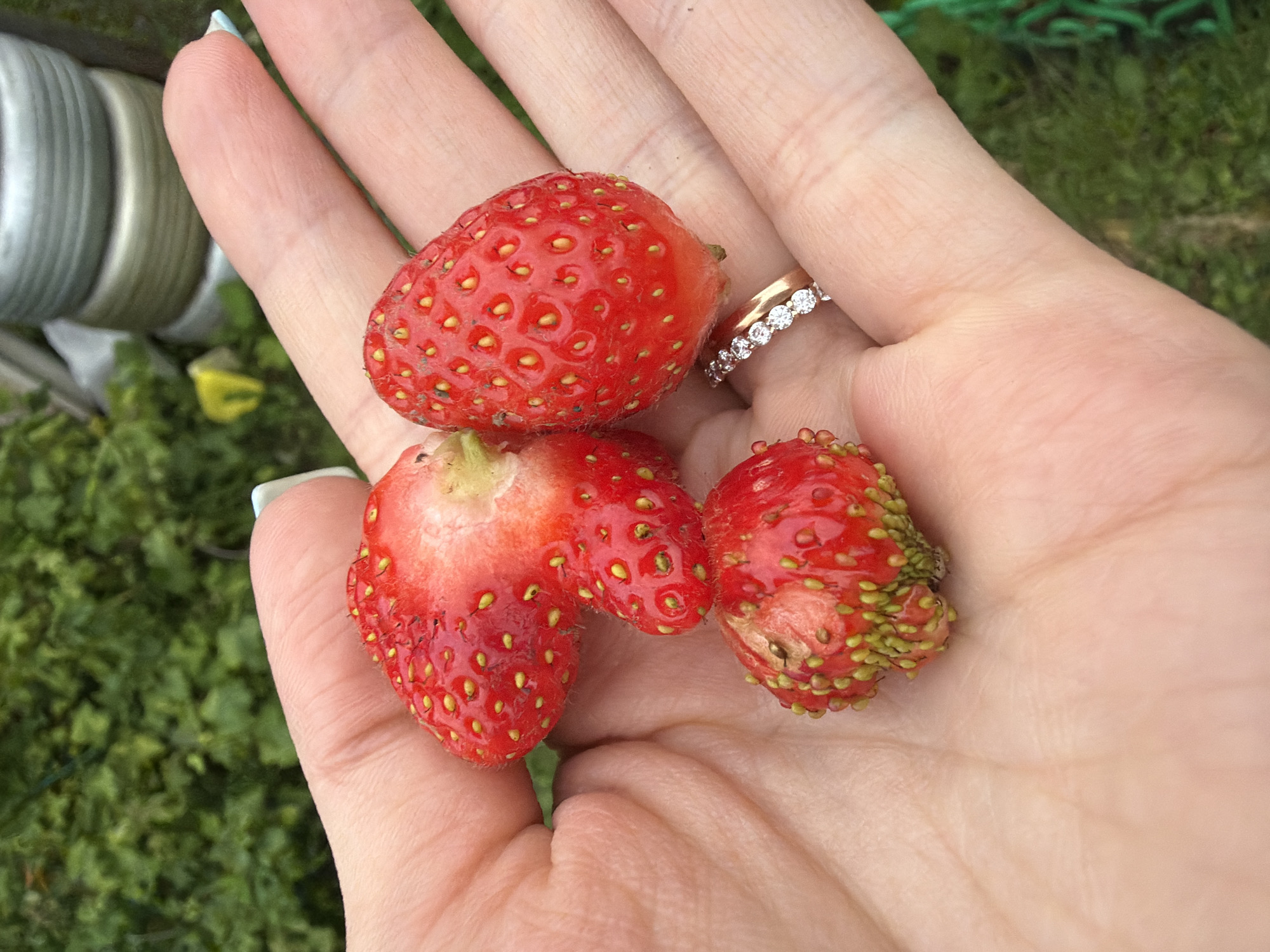 In the palm of a person's hand, three ripe strawberries are held. The strawberries are a vibrant red, with visible seeds and some green calyxes. One strawberry has been cut in half, revealing its juicy interior. The person is wearing a ring with multiple small diamonds on their left ring finger. The background is blurred, showing green foliage, some stacked grey and white cylindrical objects, and a hint of a green net. The image is taken outdoors, suggesting a garden or natural setting. The location is not specified as Petukhi, Russia.