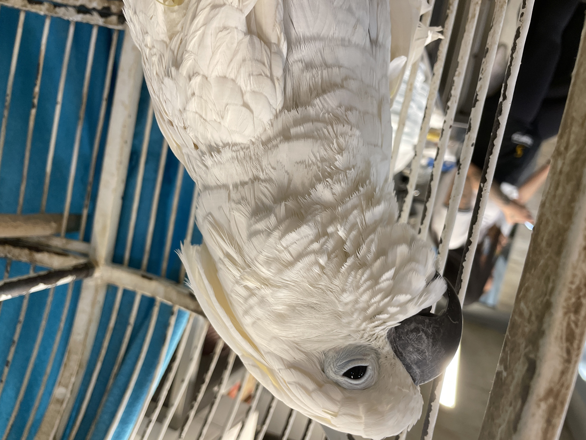 A close-up shot shows a white cockatoo hanging upside down, clinging to the bars of a metal cage. The cage has blue bars in the background. The bird's head, feathers, and beak are in focus, while portions of the cage and a blurred background with people are visible.