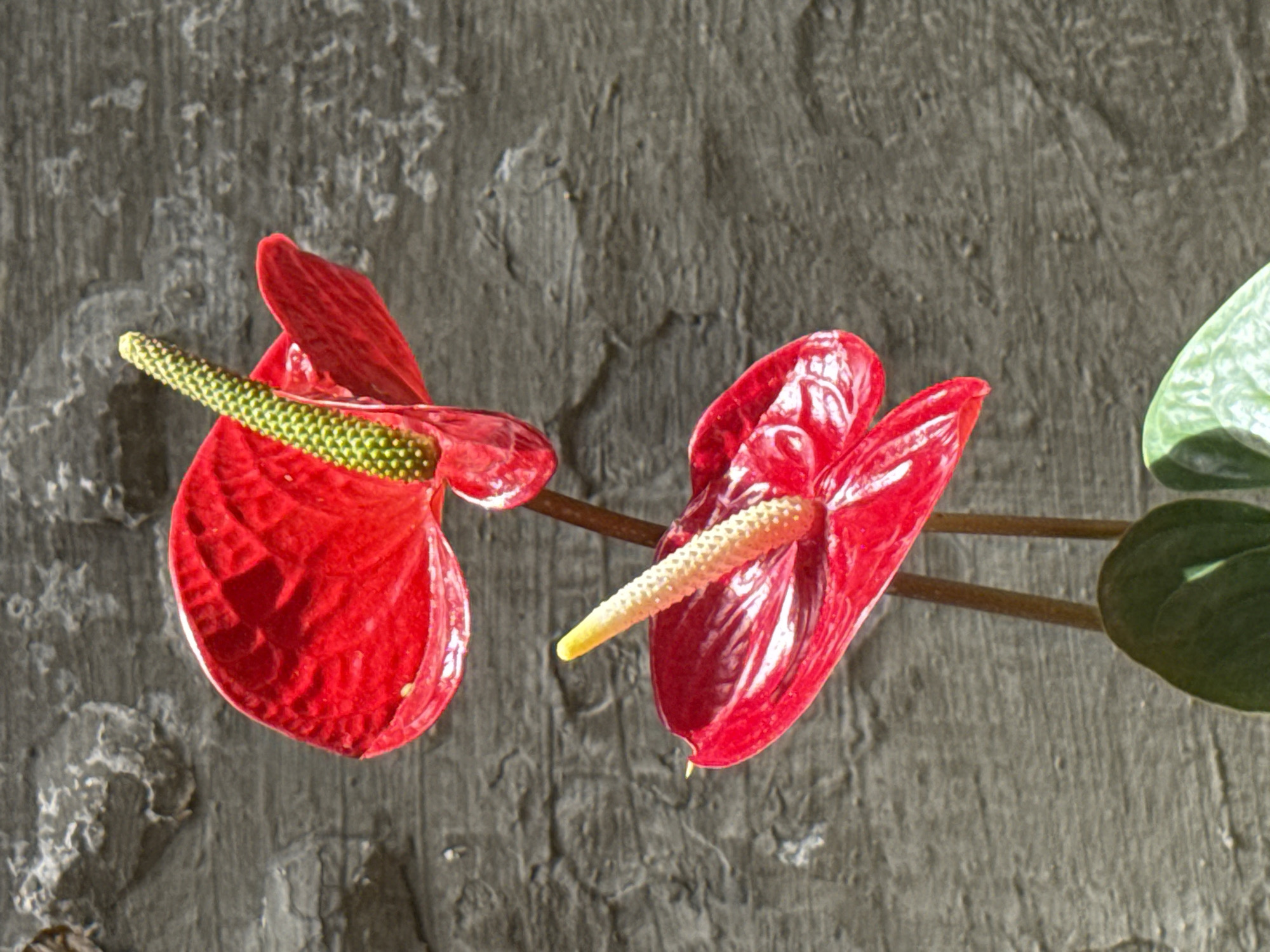 The image displays two vibrant red anthurium flowers positioned in front of a textured gray stone wall. The upper flower is larger and more prominent, with a bright green spadix. Below it, a second anthurium flower, slightly smaller and angled differently, also features a spadix, which in this case is a creamy white. The stems of the flowers are thin and brown, and two dark green leaves are visible at the bottom of the frame. The stone wall exhibits a rough, uneven surface with varying shades of gray, suggesting an outdoor or rustic setting. The lighting appears to be natural sunlight, casting soft shadows and highlighting the glossy texture of the flower petals. This scene could be found in many gardens or floral arrangements in Da Lat, Vietnam, a city renowned for its flower cultivation and stunning natural landscapes, particularly in areas like the Tuyen Lam Lake or various botanical gardens.