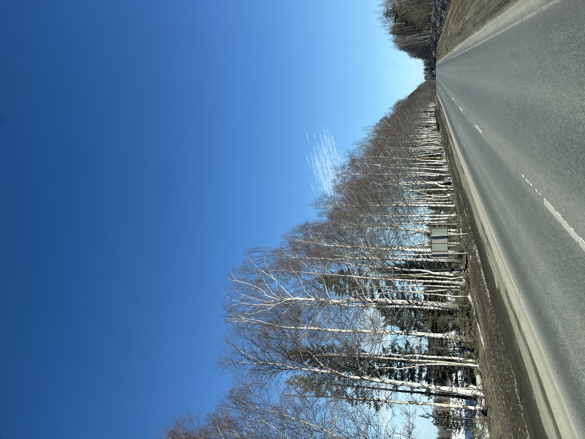 The scene depicts a straight asphalt road extending into the distance under a clear blue sky in the vicinity of Bolgury, Russia. The road features a dashed white center line and a solid white line on the left shoulder. The unpaved right shoulder consists of dark earth and sparse vegetation. A dense line of tall, bare deciduous trees, primarily birches with white bark, mixed with dark evergreen trees, borders the left side of the road. Patches of residual snow and brown earth are visible on the ground beneath these trees. A dark, rectangular sign structure is present near the left treeline. The right side of the road is bordered by a less defined forest line, also appearing to consist of bare trees and evergreens. The sky, occupying approximately two-thirds of the image, is a deep, uniform blue with one faint, wispy cloud visible on the right. No individuals, vehicles other than the implied camera platform, or overt actions are discernible. The environment suggests late winter or early spring conditions due to the bare trees and ground snow.