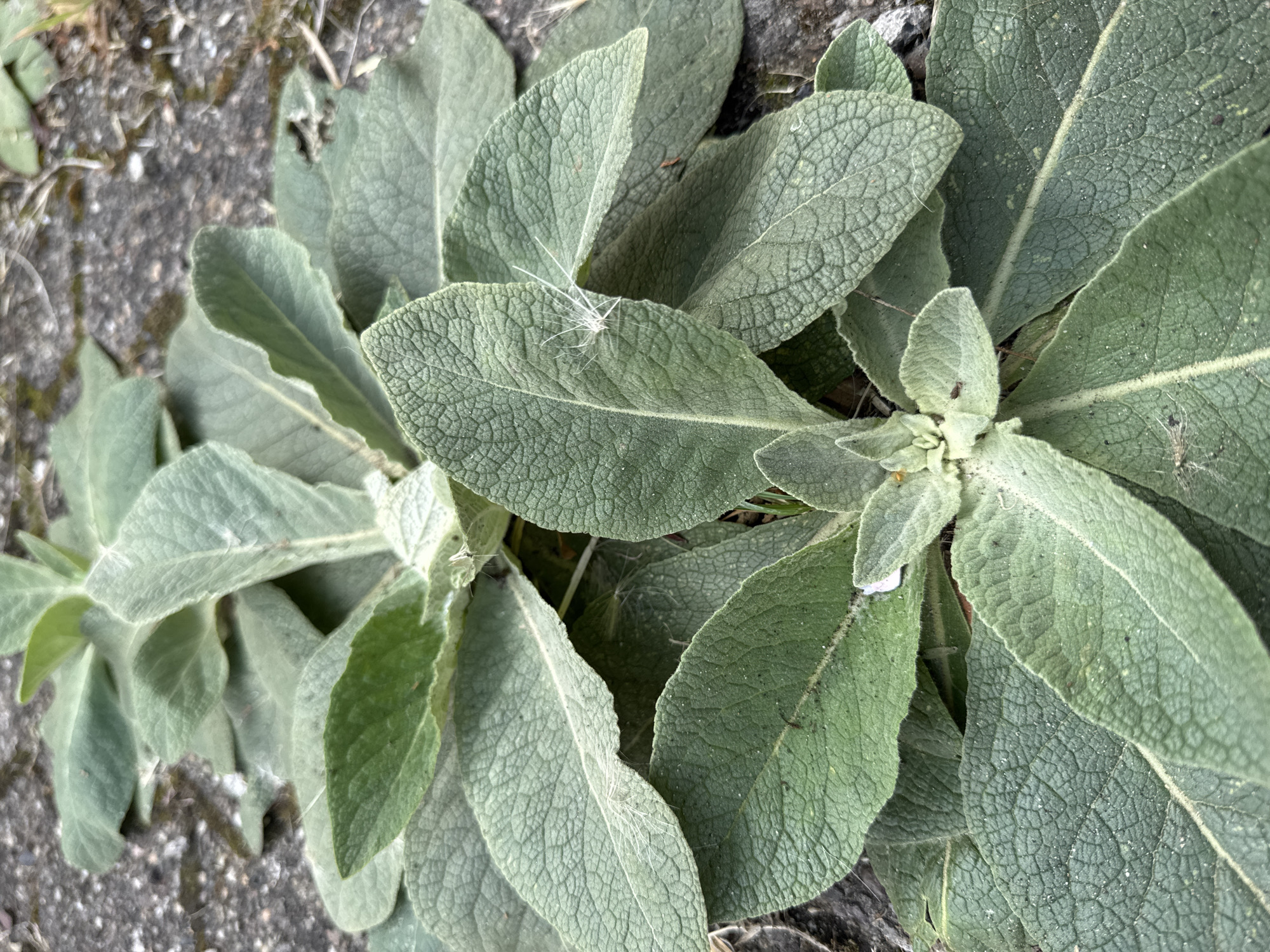 The image is a close-up, overhead shot of a plant with large, fuzzy, green leaves growing from the ground. The plant appears to be a mullein, with its characteristic rosette of basal leaves. The leaves are covered in a fine, downy fuzz, which gives them a soft, velvety appearance. The surface of the leaves is textured, with prominent veins creating a quilted pattern. The plant is growing on a rough, gray surface, possibly concrete or stone, which has some small pieces of debris and organic matter on it. There are a few small white specks and thin strands visible on the leaves, likely dust or fine plant fibers. In the center of the image, on one of the leaves, a small, delicate white object resembling a dandelion seed or a spider's web fragment is caught. The lighting is natural, suggesting it was taken outdoors during the daytime. The overall impression is one of natural growth in an urban or semi-urban environment. The location is identified as Überherrn, Germany, though no specific landmarks are visible to confirm this.