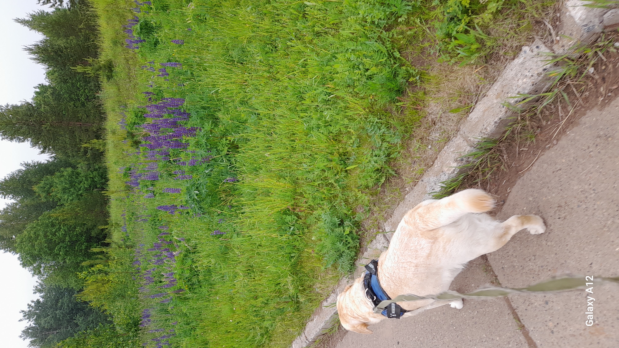 The image, originally rotated 90 degrees clockwise, depicts a tranquil outdoor scene featuring a dog on a walk. A light-colored dog, likely a Labrador Retriever, is seen from above, positioned on a paved path in the foreground. The dog wears a blue harness, and a green leash extends from it towards the bottom right corner. Its head is turned towards the lush green area beside the path.
Separating the paved surface from the natural landscape is a concrete curb. Beyond the curb, a vibrant display of tall green grass and numerous purple lupine flowers stretches across the midground. In the background, a dense line of trees, comprising both coniferous and deciduous species, forms a forest edge under a bright, overcast sky. The overall impression is that of a peaceful walk in a natural or semi-natural setting, such as a park or rural trail, consistent with locations like Марковский, Russia. The time of day appears to be daylight, with soft, diffused light. The text "Galaxy A12" is visible in the bottom right of the unrotated image, indicating the camera model.