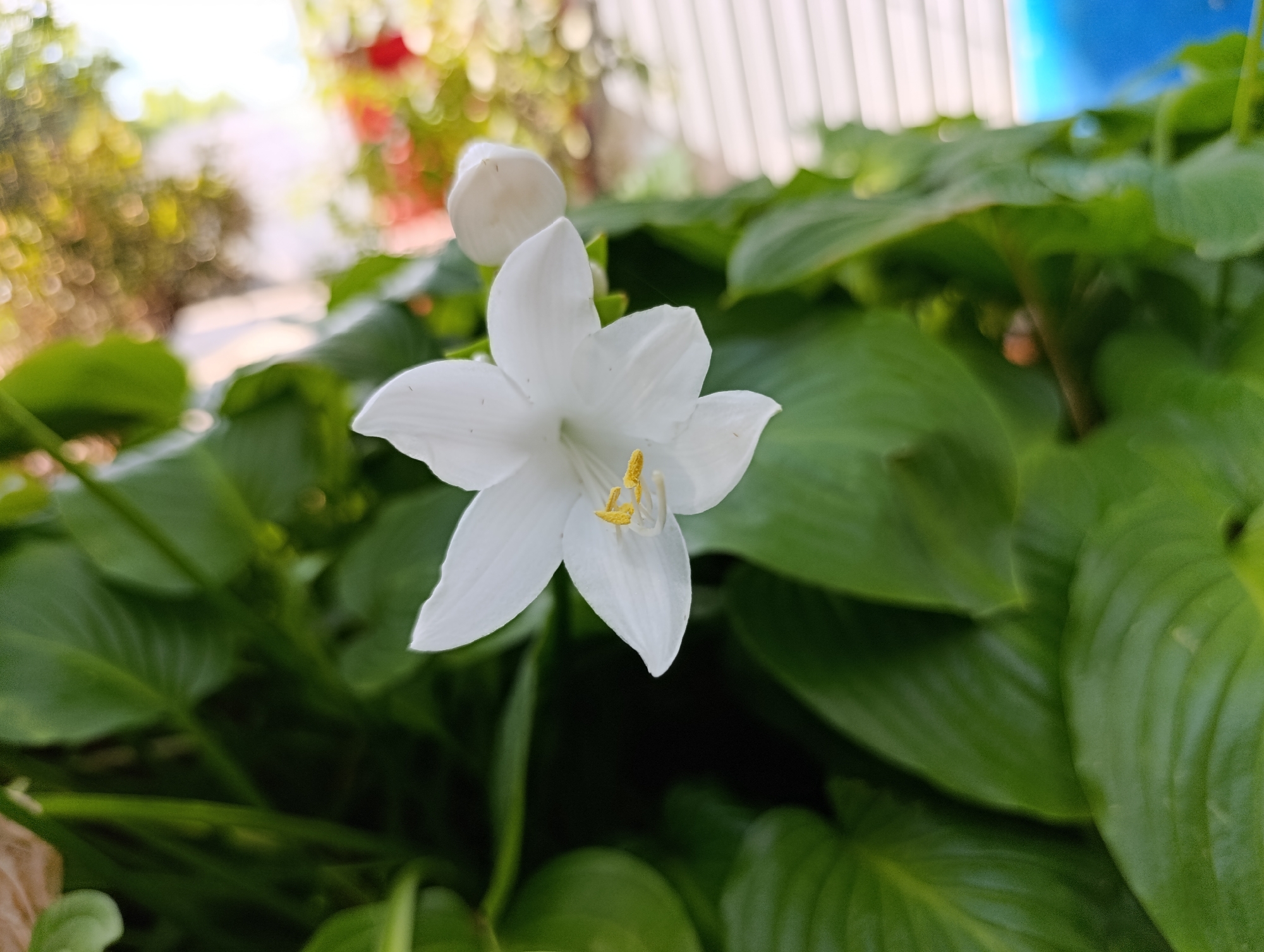 A close-up, eye-level shot captures a single white flower with a yellow stamen set against a backdrop of lush green foliage. The flower's petals are delicate and appear to be slightly curved. Behind the flower, a few unfocused red and yellow shapes suggest other plants or decorations in the distance, with some bright white lines that could be part of a fence or wall. The lighting suggests it is daytime. The scene is outdoors, likely in a garden or planted area within Dubăsari town council, Moldova, though no specific landmarks or people are visible.