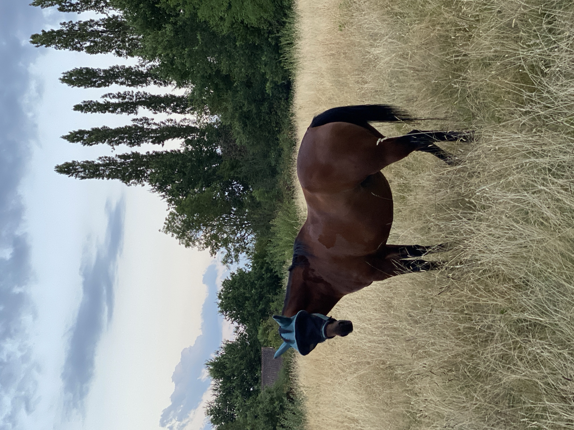 A brown horse stands in a field of dry grass, wearing a blue fly mask that covers its eyes and ears. The horse is facing the left side of the frame, with its head slightly lowered. Behind the horse, a line of tall, thin trees stretches across the background, interspersed with denser foliage. The sky above is partly cloudy with a soft, diffused light. In the distance, a small building with a dark roof is visible, partially obscured by trees. The overall scene suggests a rural or semi-rural setting, possibly on the outskirts of Courpière, France.