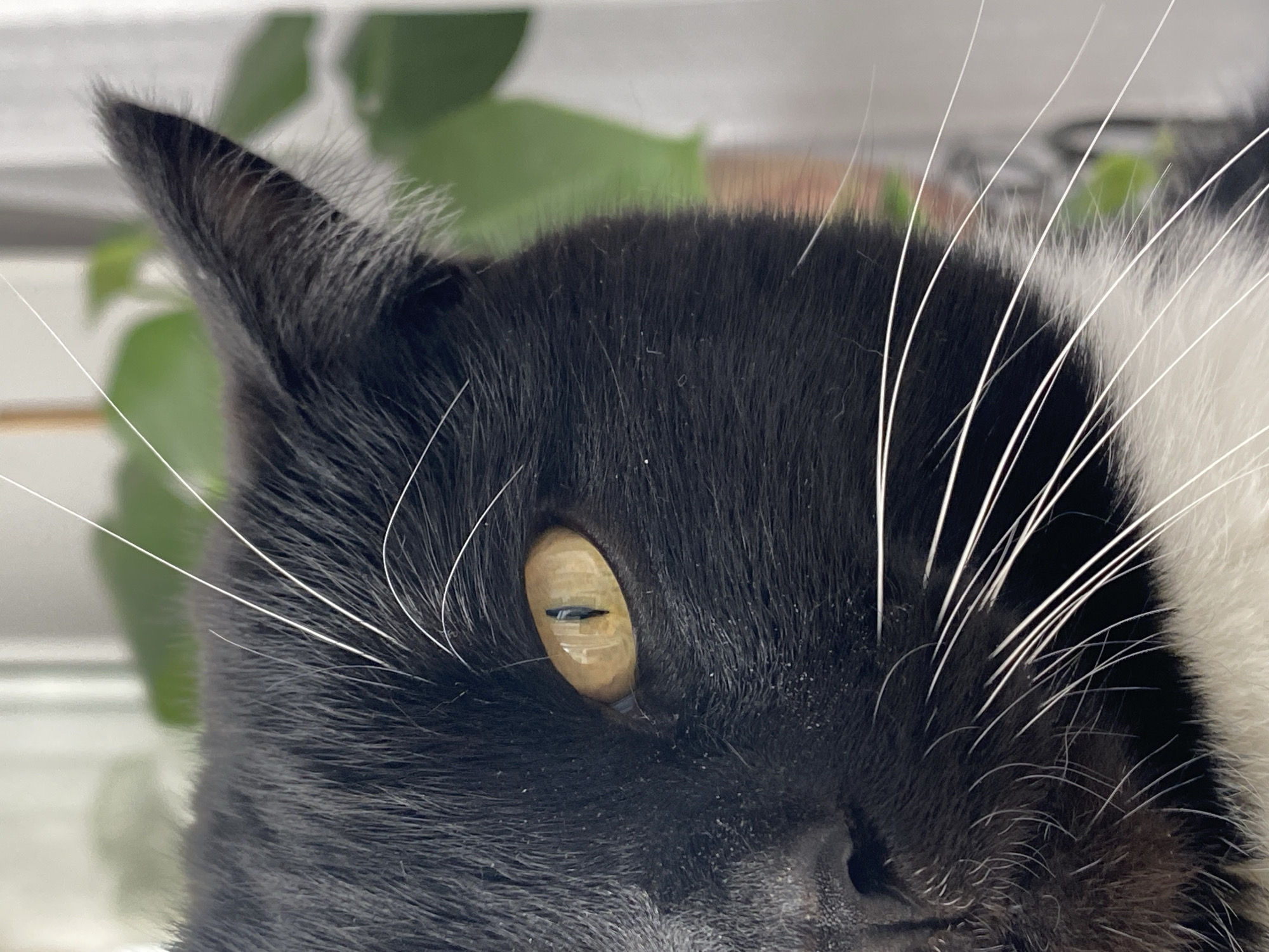 A close-up shot depicts the head of a black and white cat. The cat has golden eyes with vertically slit pupils. Long white whiskers are visible against the black fur on the head. Part of the ear is visible. A blurred green plant is visible in the background. The image does not appear to be taken in Chaikovsky, Russia. The location of the image is unknown.