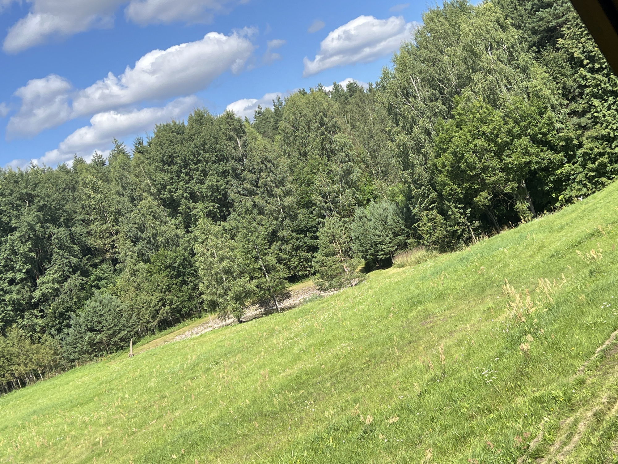 The image depicts a sunlit, sloped meadow in Norviliškės, Lithuania, adjacent to a dense forest. The sky above is a clear blue with scattered white clouds. The meadow is covered in vibrant green grass, with a few small white wildflowers and taller, dried grasses interspersed. The forest edge forms a dark green backdrop, featuring a variety of trees, including deciduous and coniferous species. A rough, light-colored track or pathway is visible running diagonally through the meadow, and a single, thin, light-colored post or stake stands in the meadow. The overall impression is of a natural, rural landscape on a bright day.
