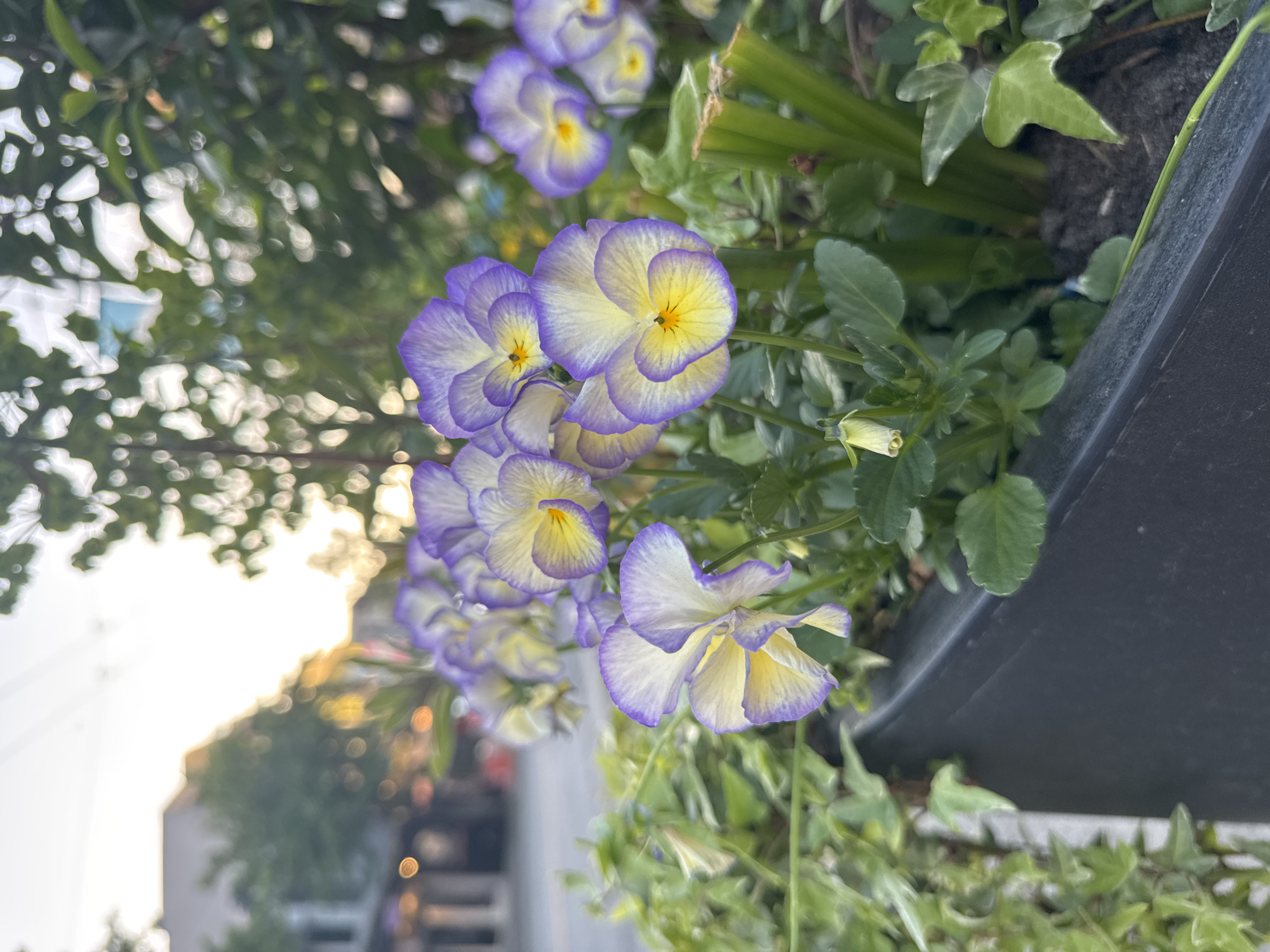 The image shows a close-up of a group of purple and yellow pansies growing in a black planter. The flowers are in various stages of bloom, some fully open and others still budding. The green leaves of the plant and some ivy leaves are visible around the flowers. In the blurred background, there are buildings, trees, and street lights, indicating an urban setting. Based on the flora, the street furniture, and the style of buildings visible in the background, the location is likely a street in Vancouver, Canada.